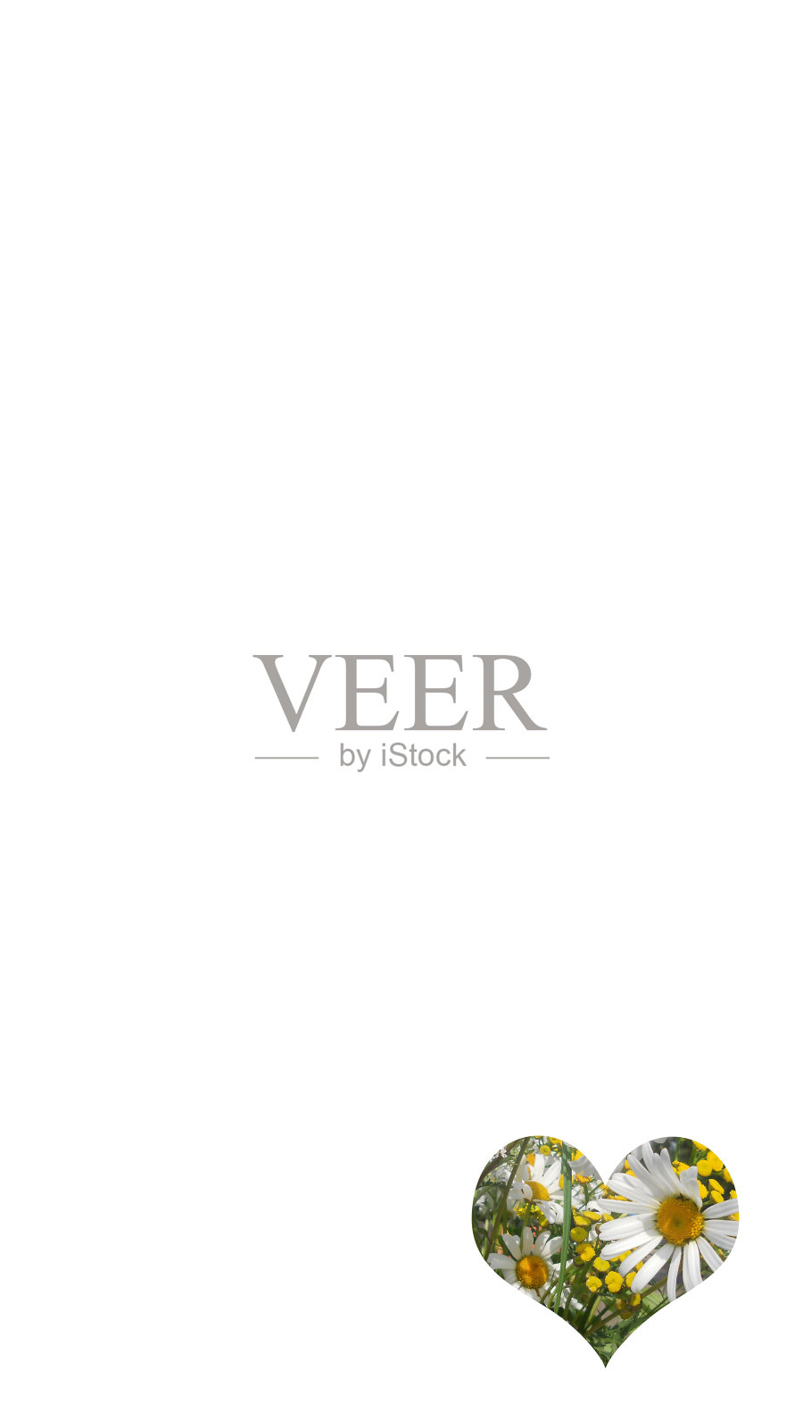 洋甘菊照片摄影图片