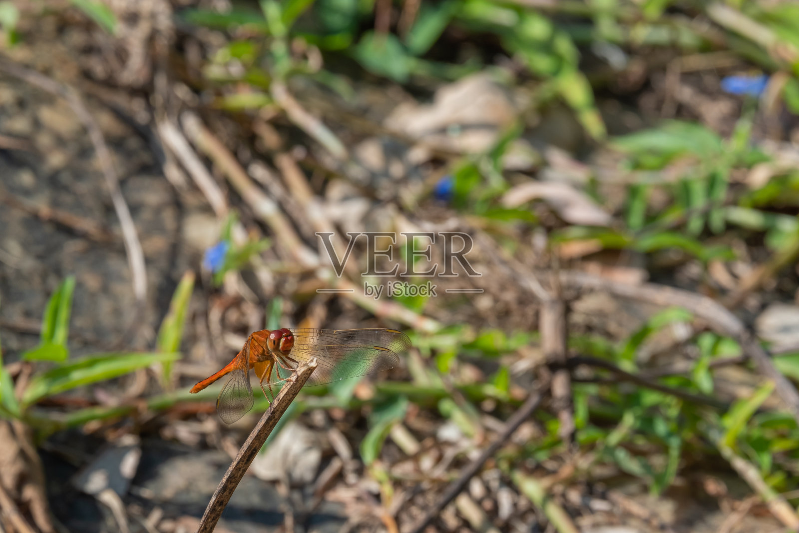 鲜红的或红润的撇奶油鱼栖息在树枝上照片摄影图片