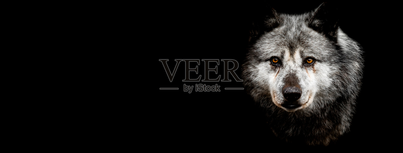 黑色背景的黑狼照片摄影图片