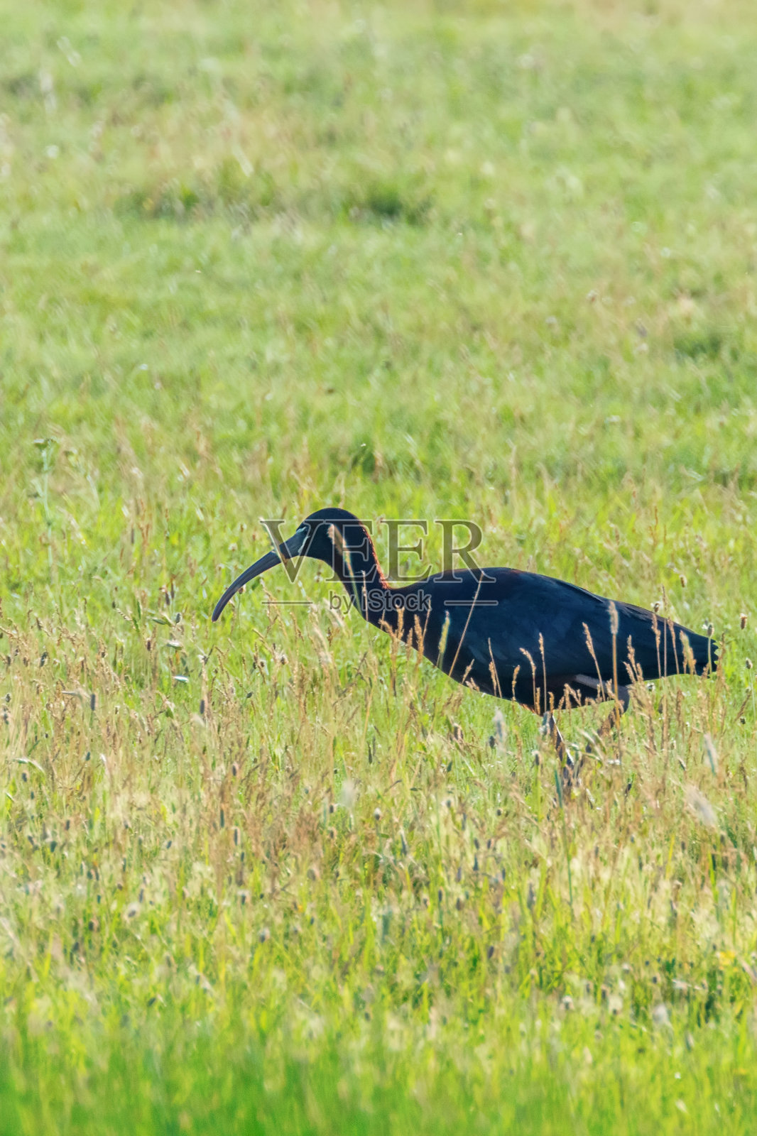自然生境中的朱鹮(Plegadis falcinellus)涉禽照片摄影图片