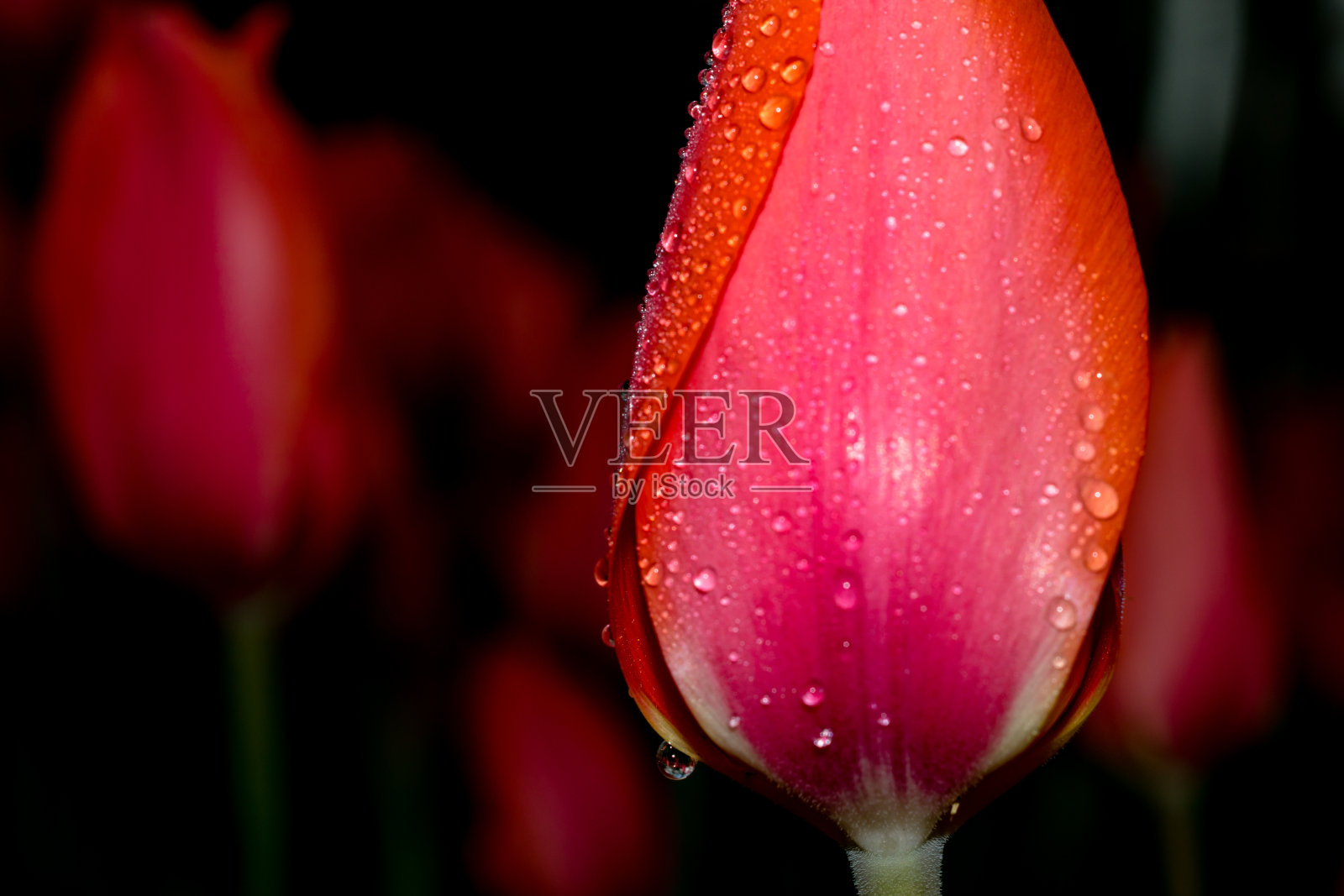 粉红色的郁金香和水珠照片摄影图片