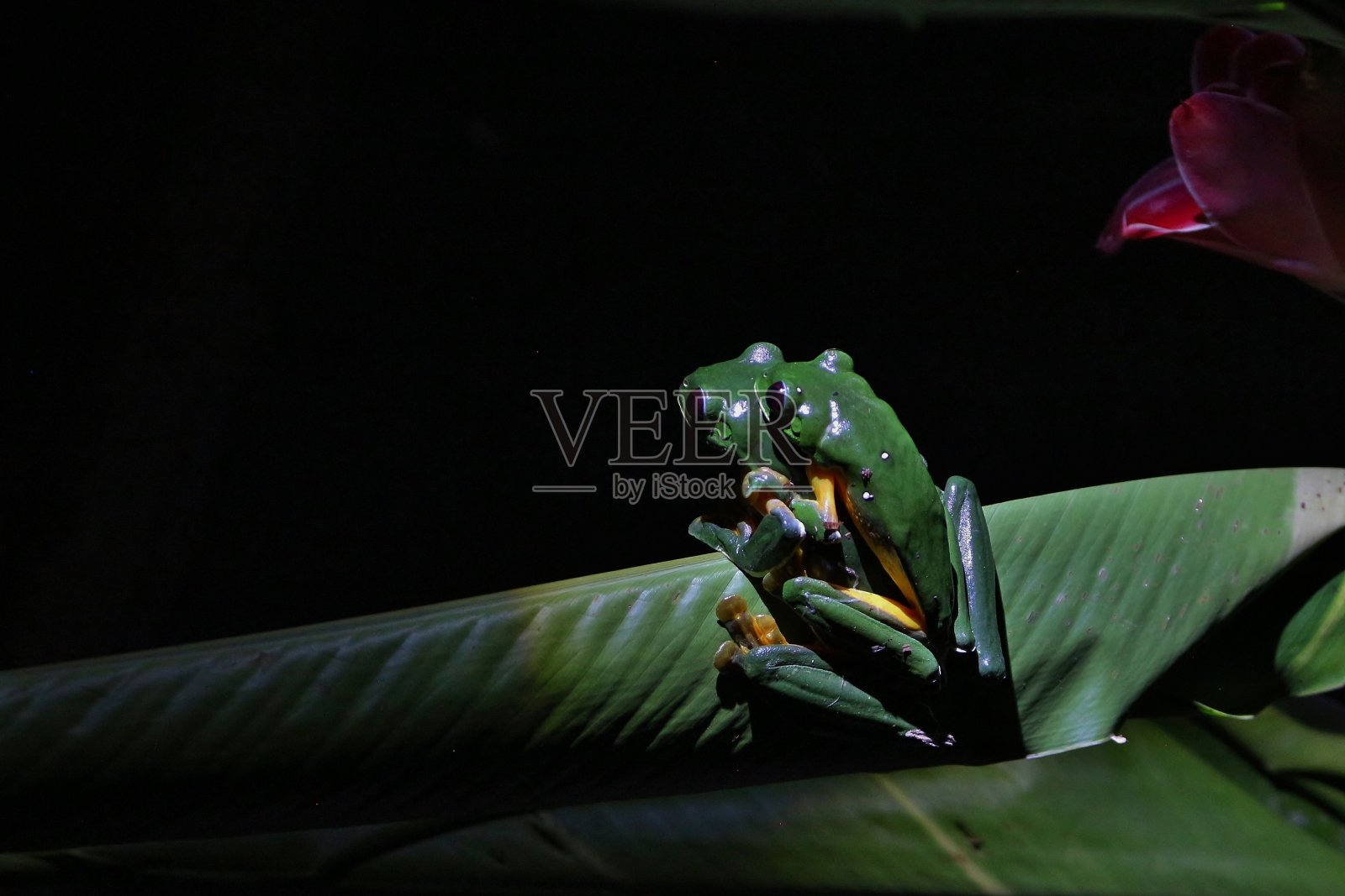 红眼树蛙夜间交配照片摄影图片
