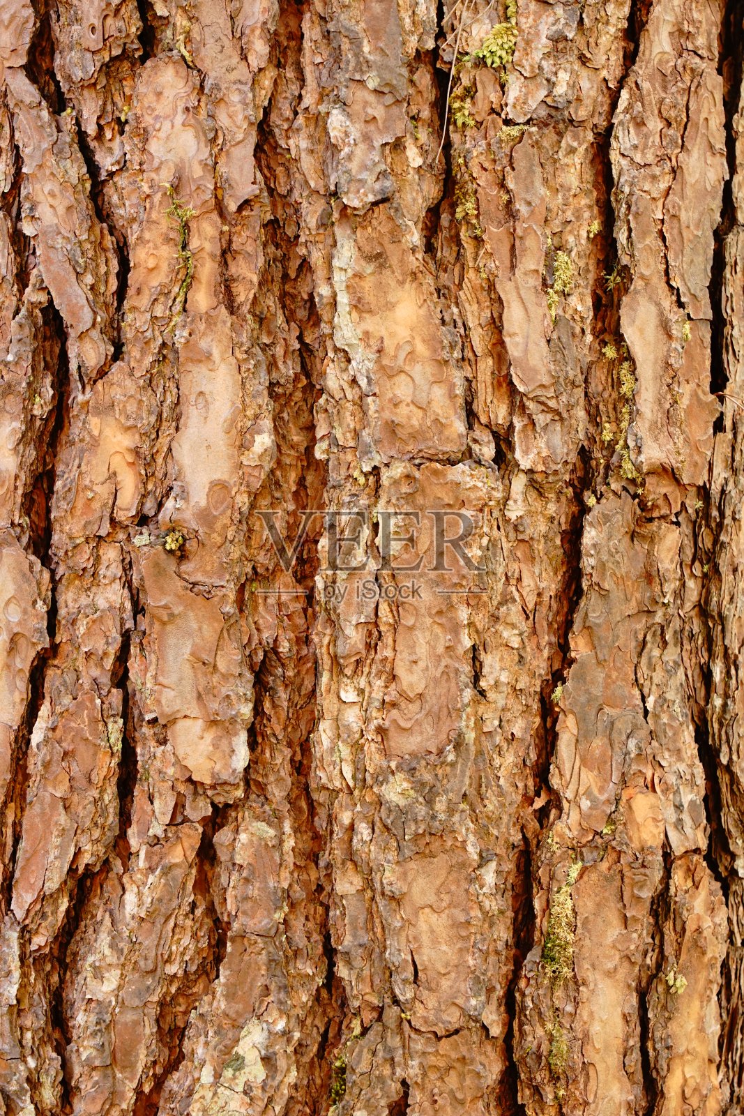 松林照片摄影图片