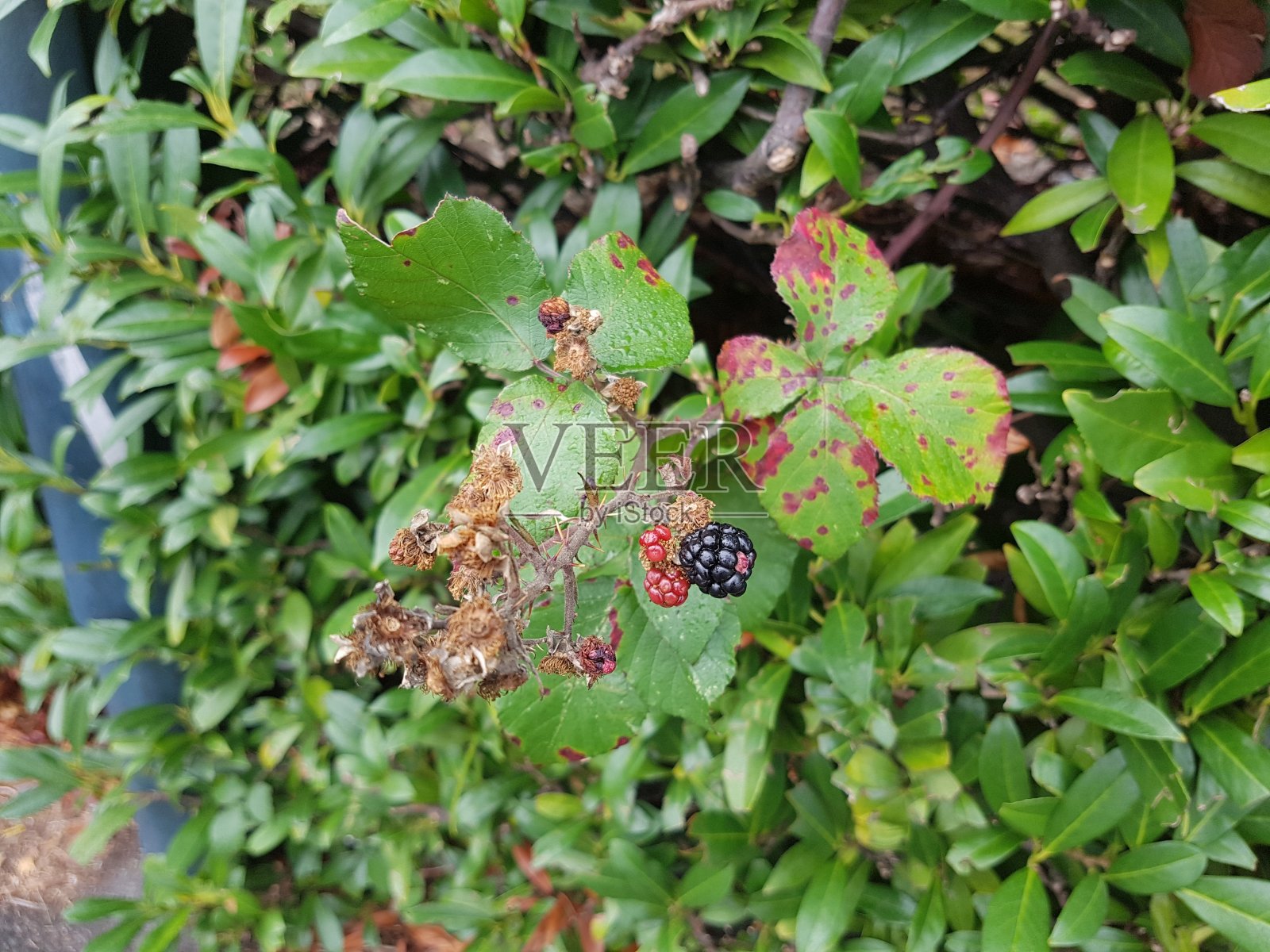 英国查塔姆近距离摄影2019照片摄影图片