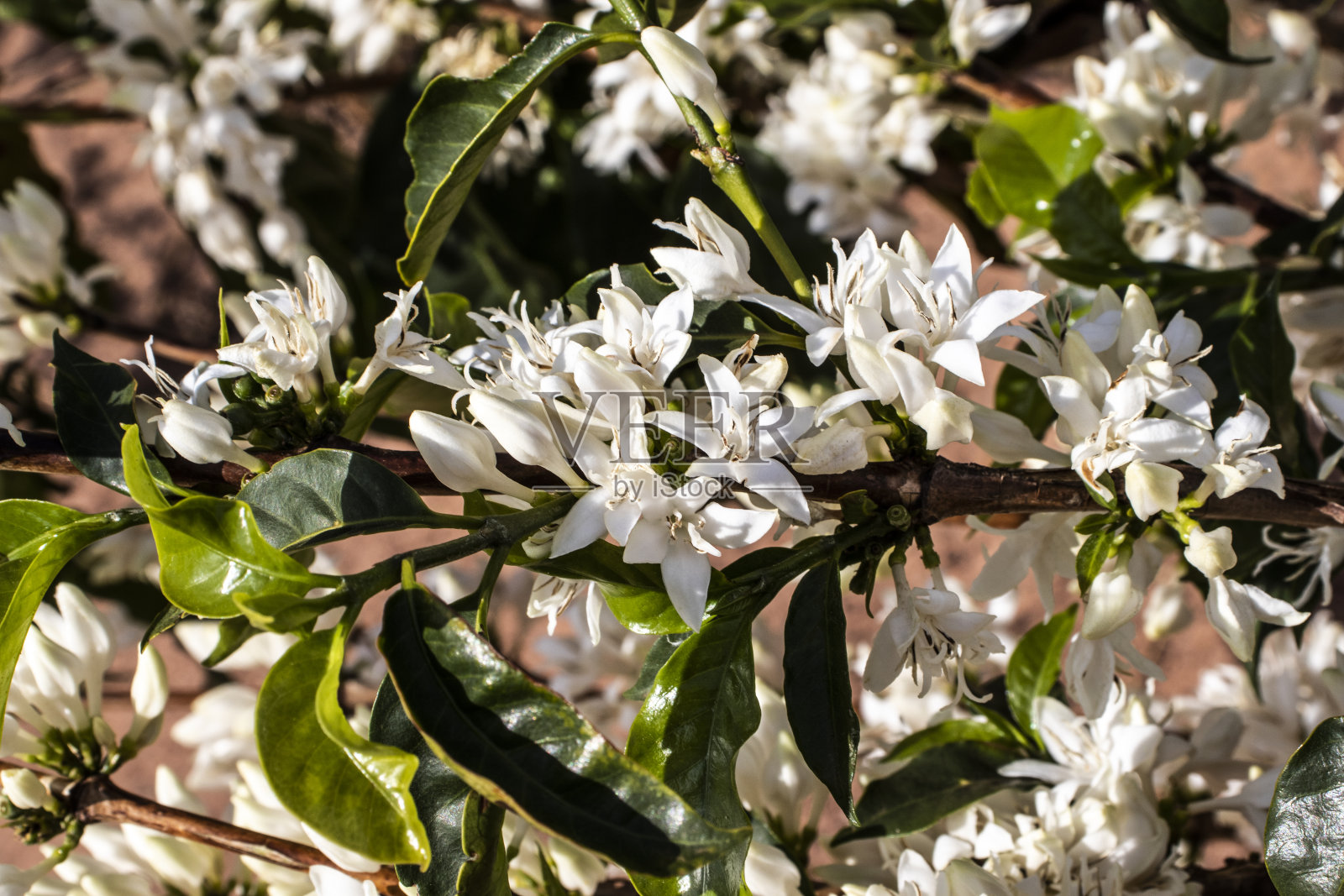 咖啡树开着白色的花照片摄影图片