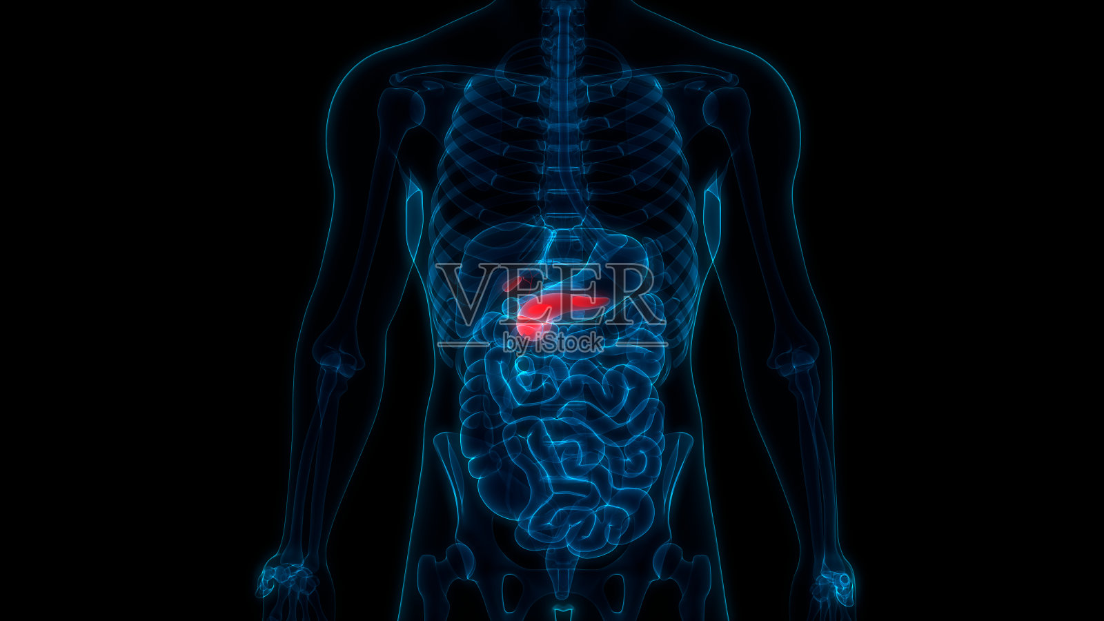 人体内部消化器官胰腺和胆囊解剖学照片摄影图片