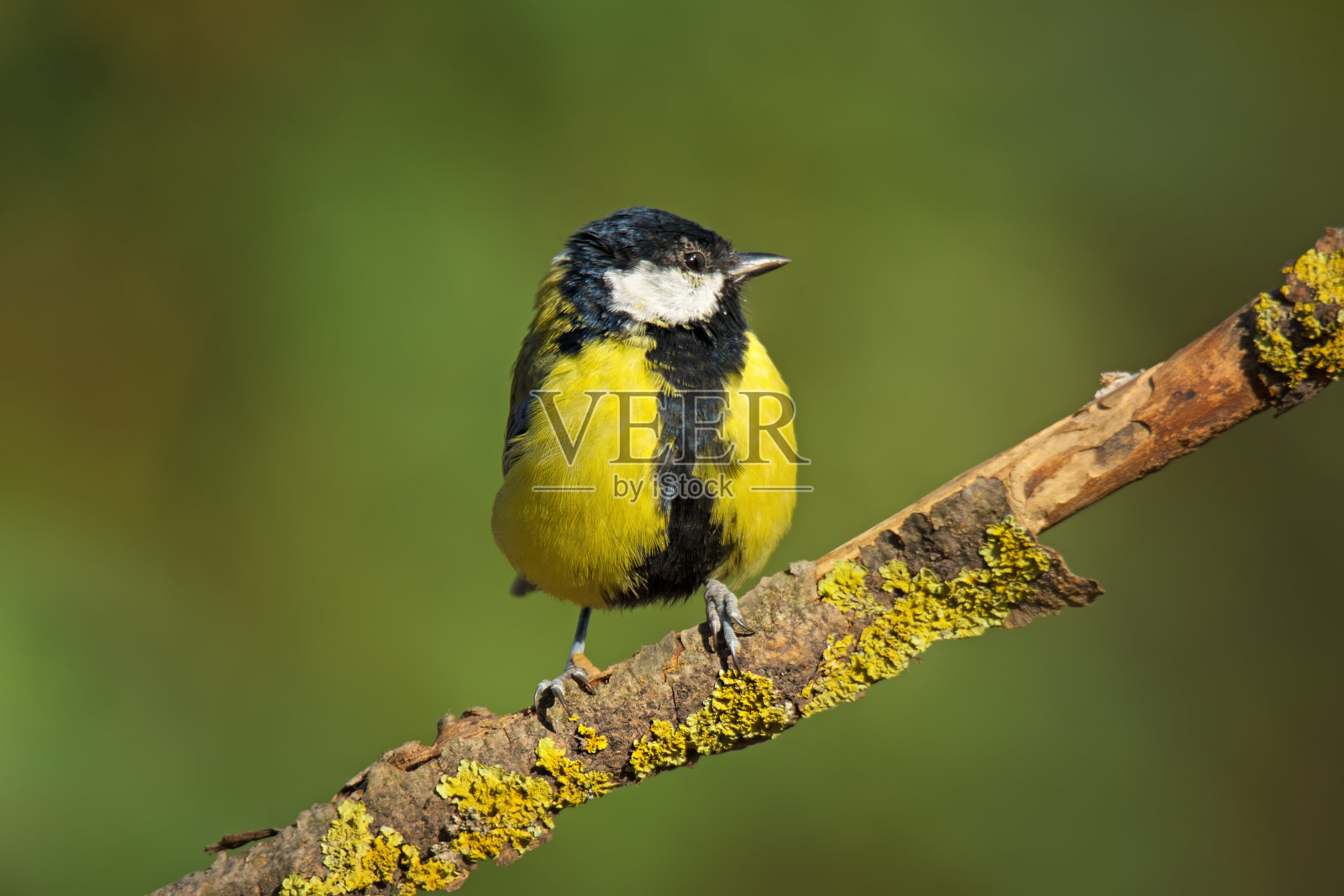 小鸟坐在树枝上的大山雀照片摄影图片