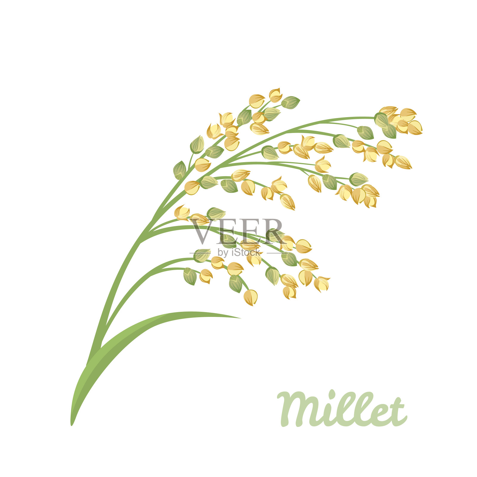 小米(panicum miliaceum)穗孤立在白色背景。卡通简单扁平风格的谷类植物矢量插图。插画图片素材