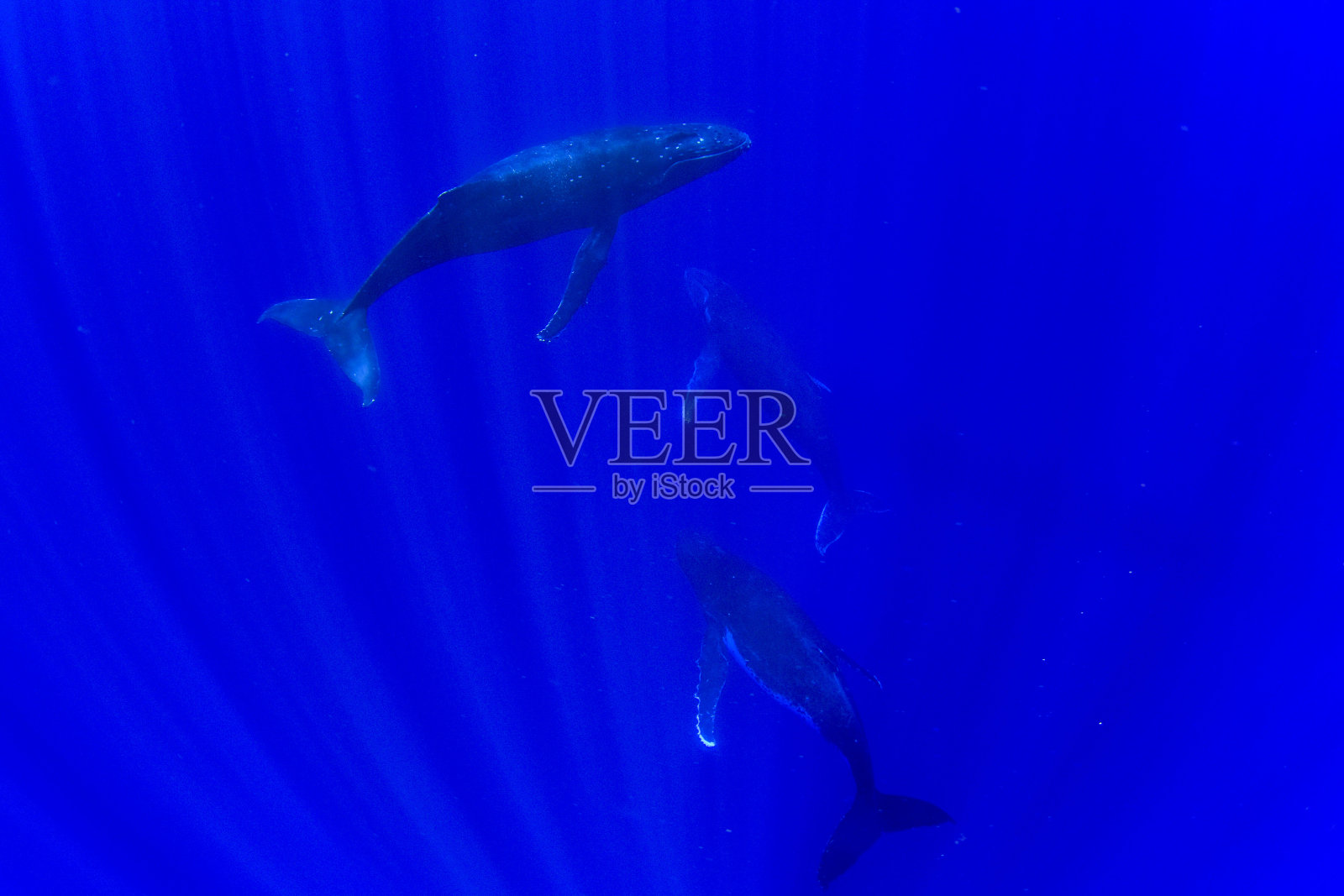 座头鲸家族在莫雷亚水下法属波利尼西亚照片摄影图片