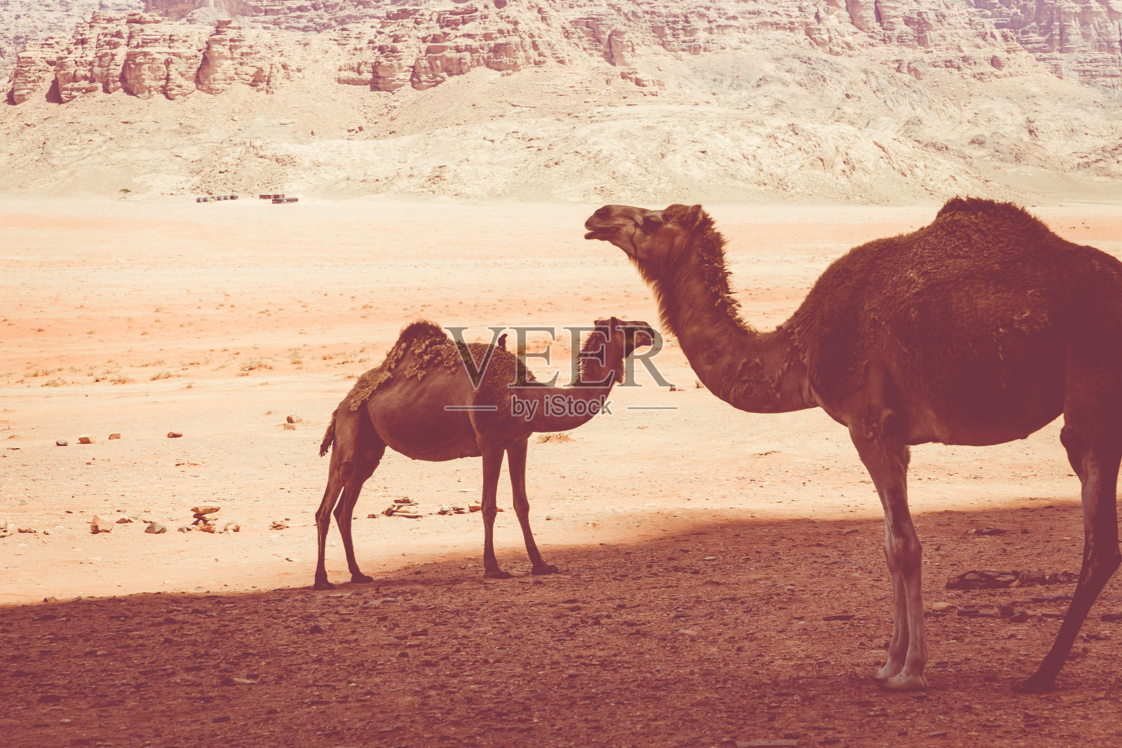 约旦瓦迪拉姆的红色沙漠和骆驼在阳光明媚的夏日。中东地区。被联合国教科文组织列为世界遗产，被称为月球谷。照片摄影图片