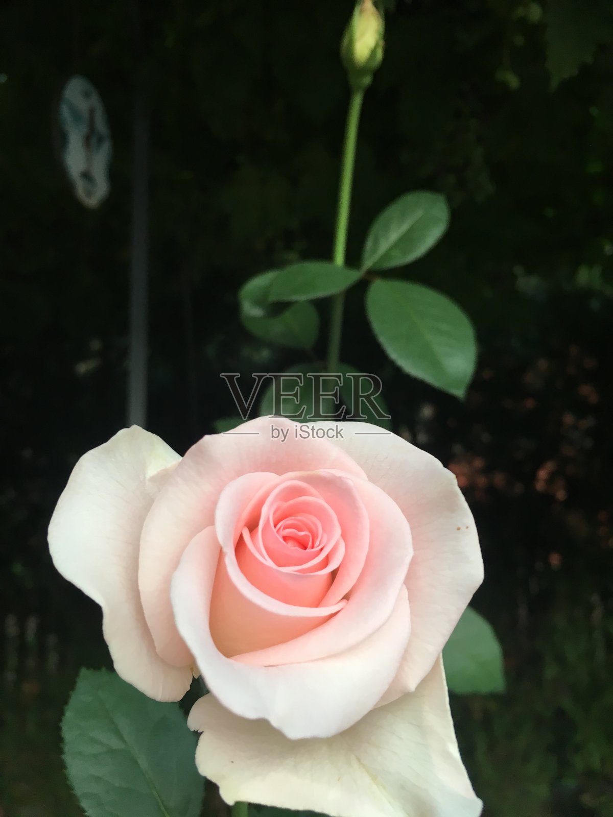 玫瑰花照片摄影图片