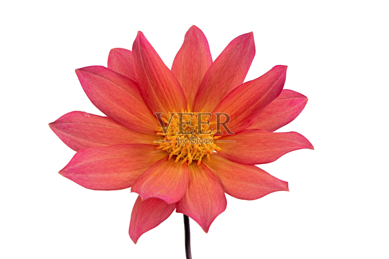 孤红大丽花开花照片摄影图片