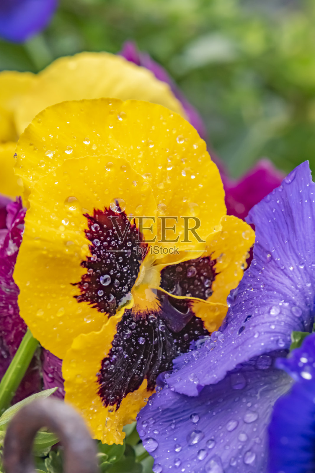 彩色三色堇与水滴的特写。照片摄影图片