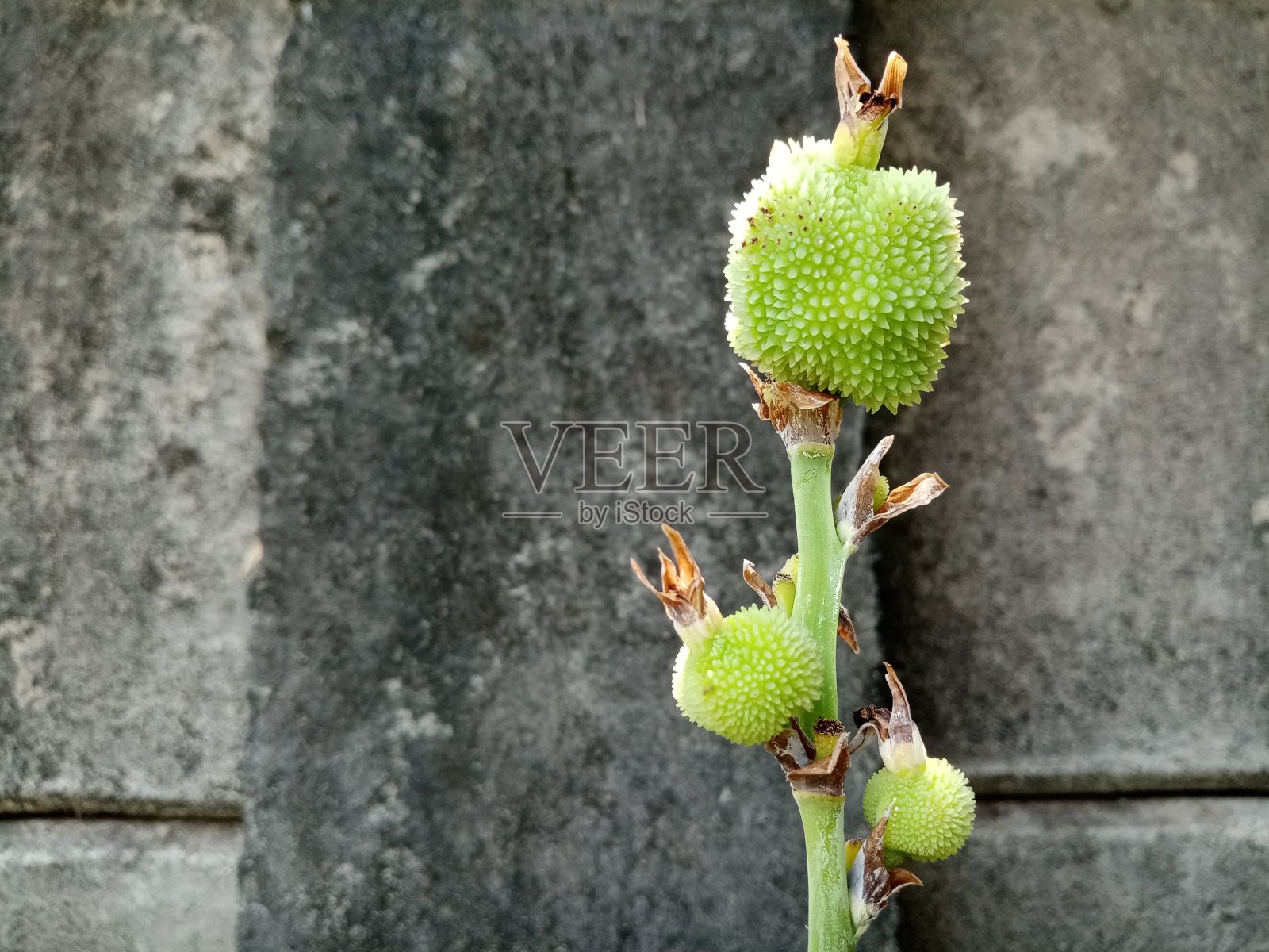 花照片摄影图片