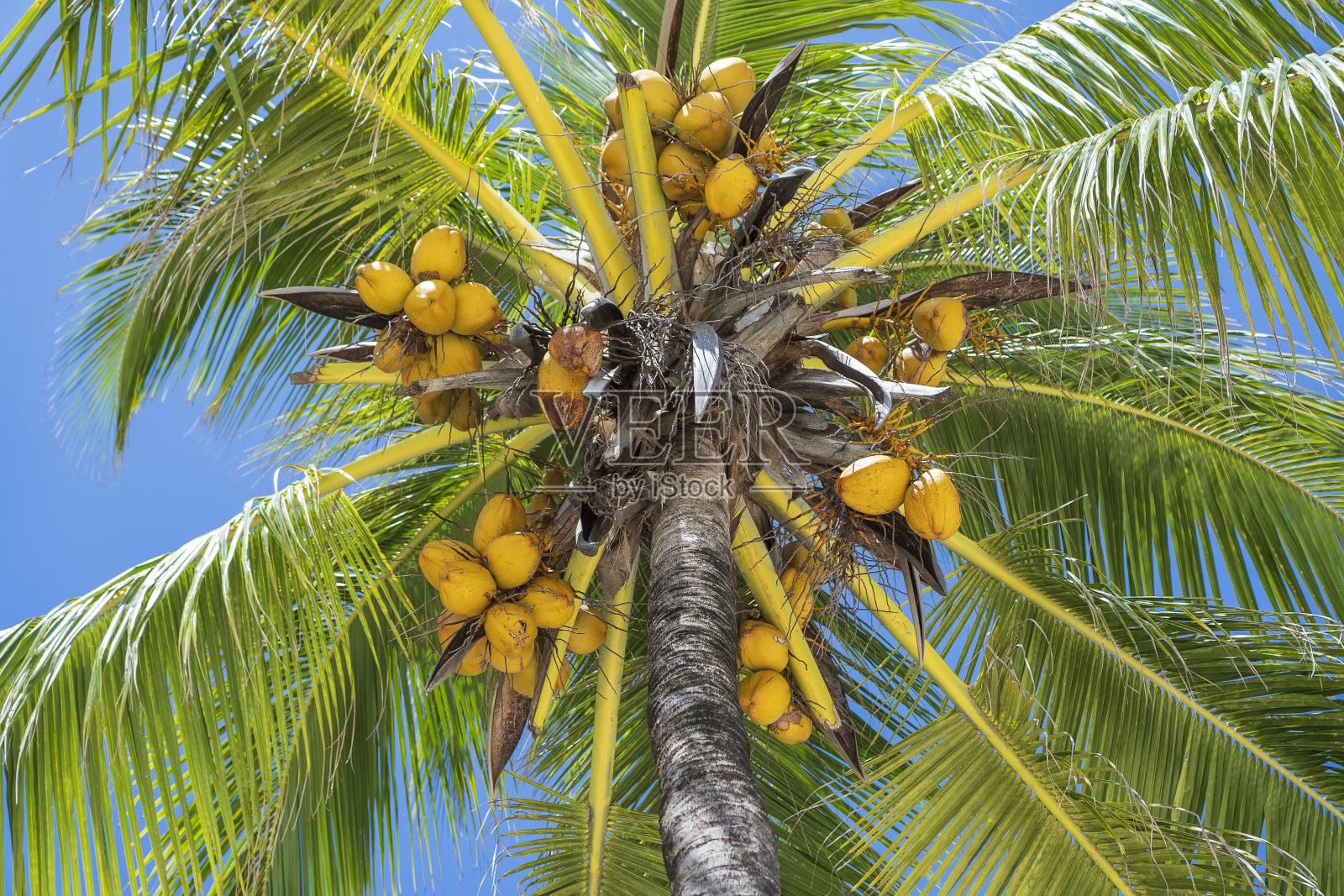 东非坦桑尼亚桑给巴尔岛海滩上的椰子树景观照片摄影图片