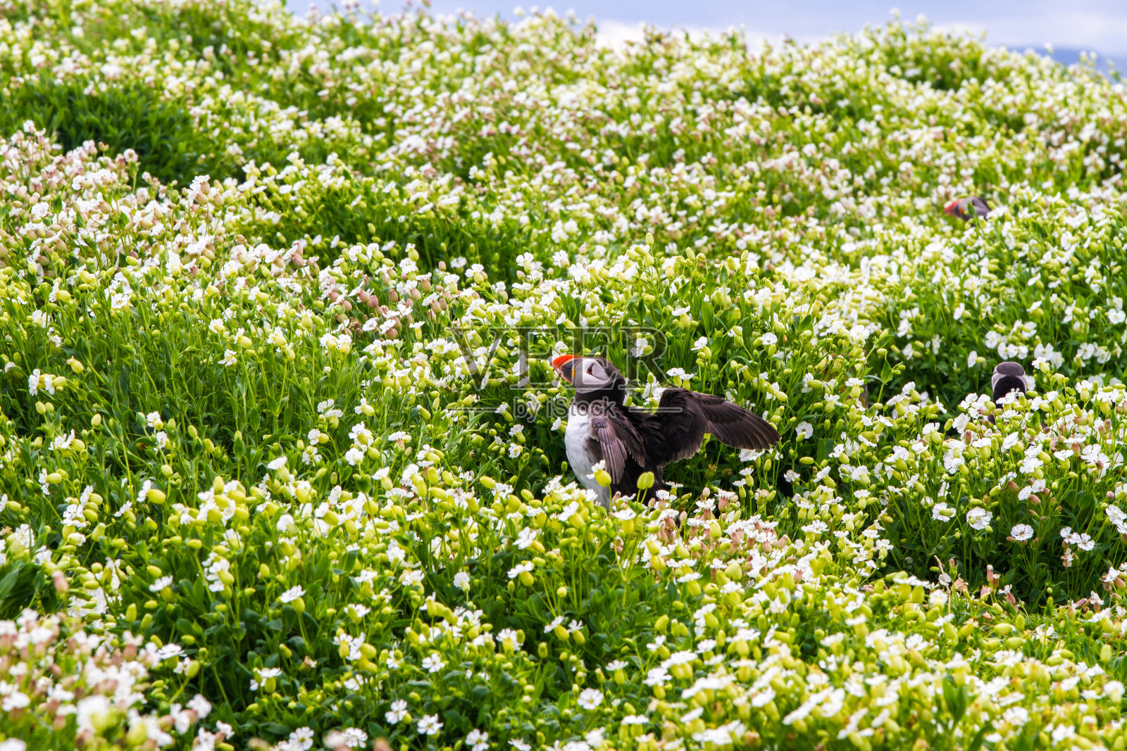 法恩群岛的海雀照片摄影图片