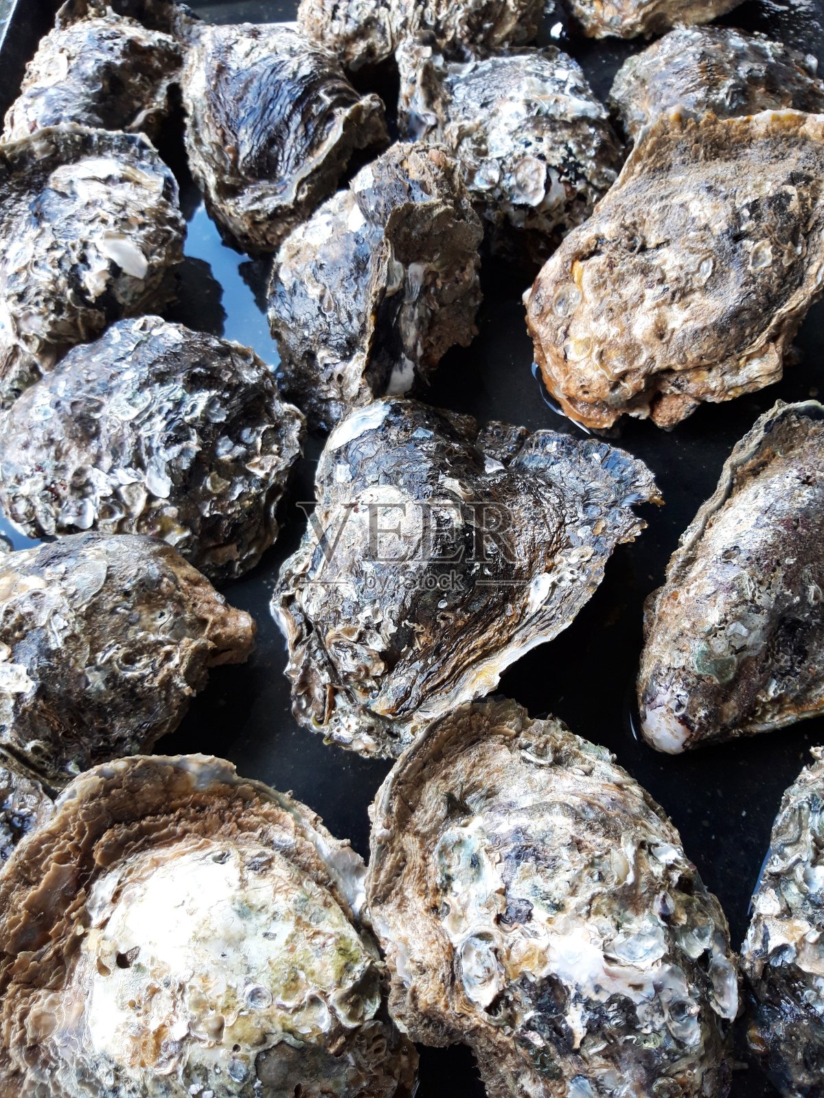 蛤壳照片摄影图片