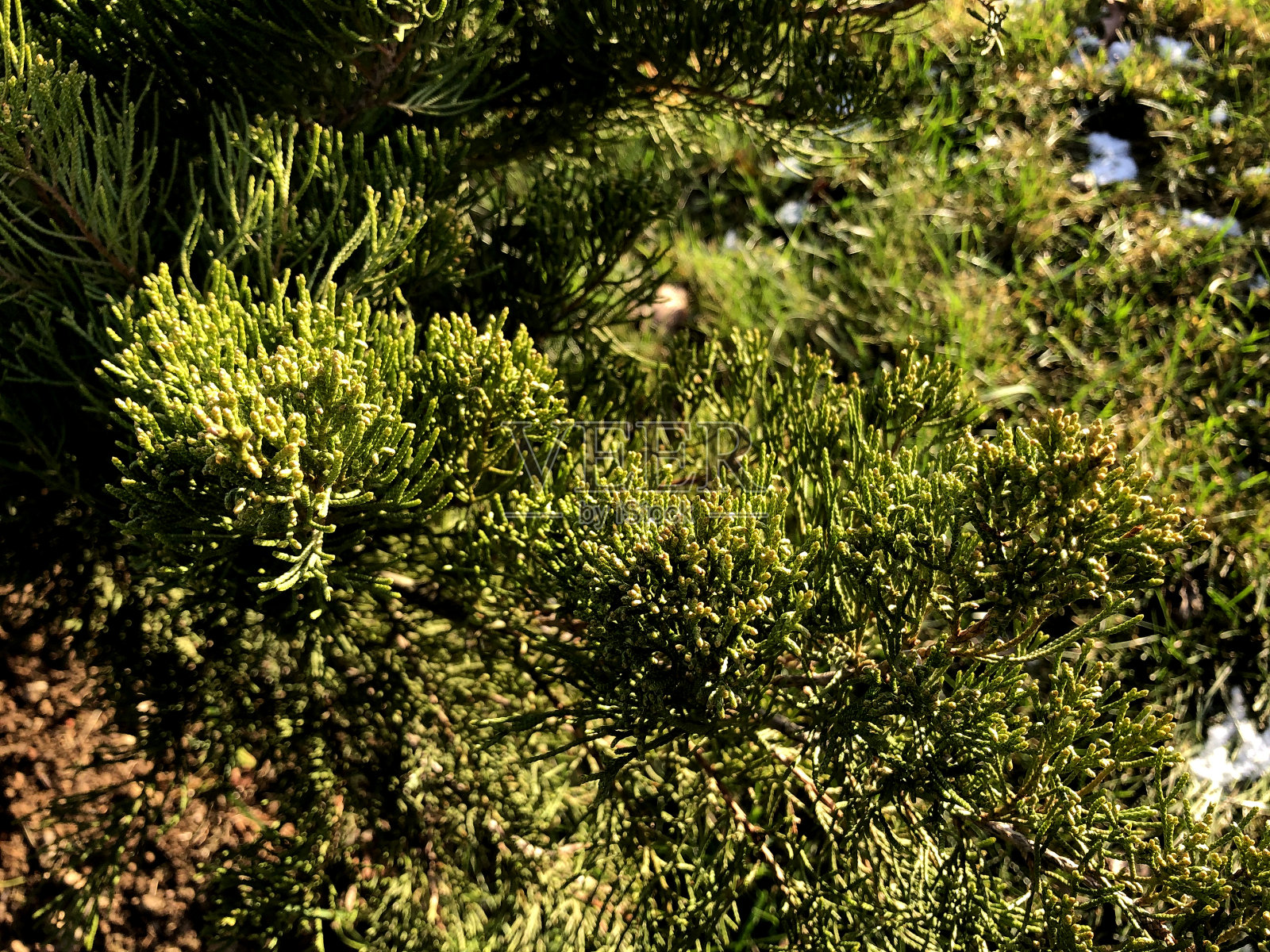 针叶植物的分支。自然背景。西花蓟属常绿针叶树。Сonifer植物为花园。黄绿色瞻博照片摄影图片