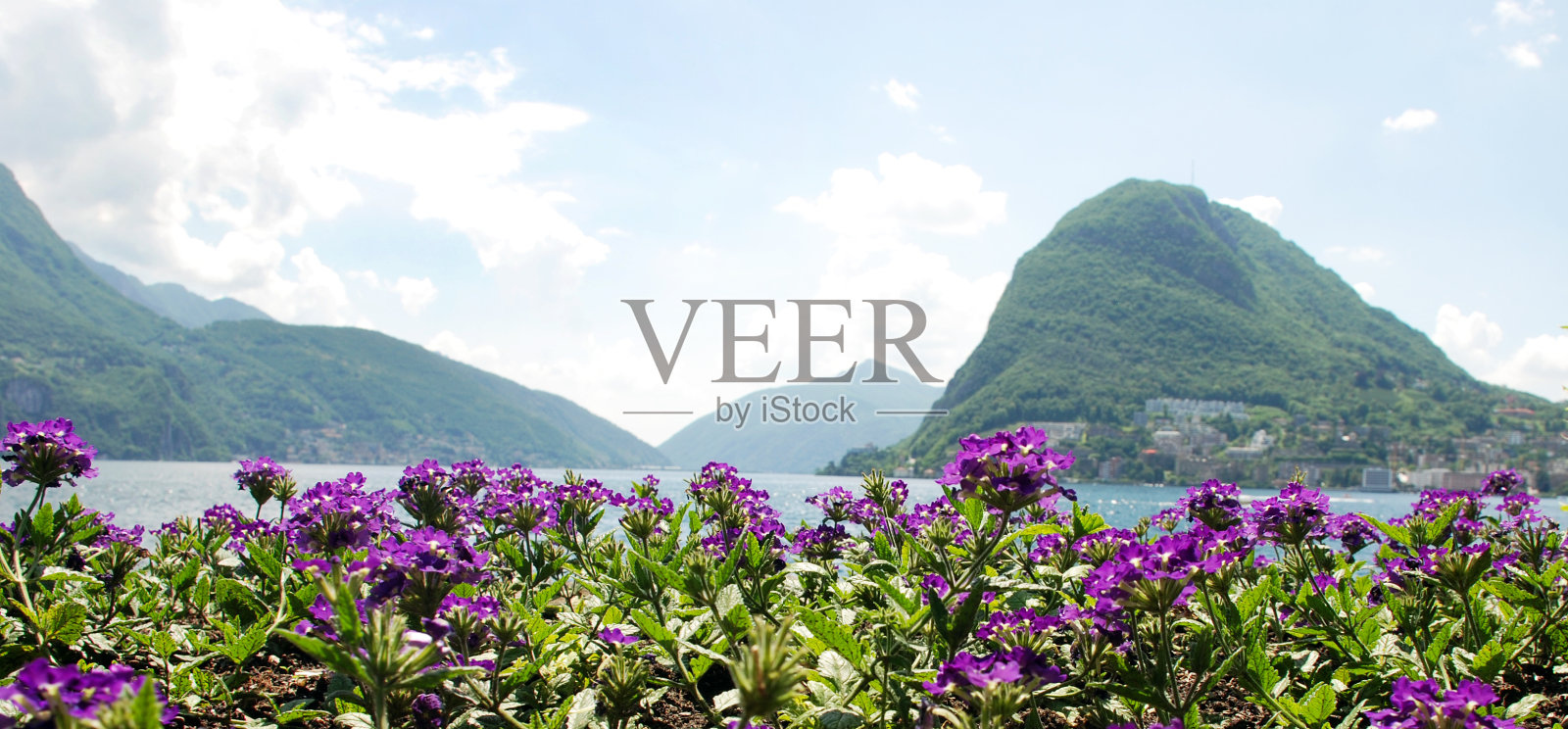 美丽的紫色春花和绿叶在卢加诺湖畔，瑞士的城市，高山，森林和蓝天的背景照片摄影图片