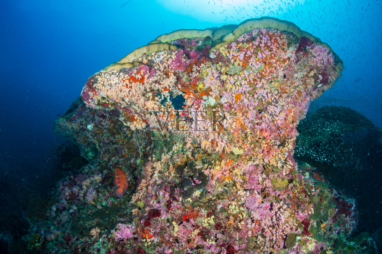 泰国西米兰群岛热带珊瑚礁上的热带鱼和五颜六色的珊瑚照片摄影图片