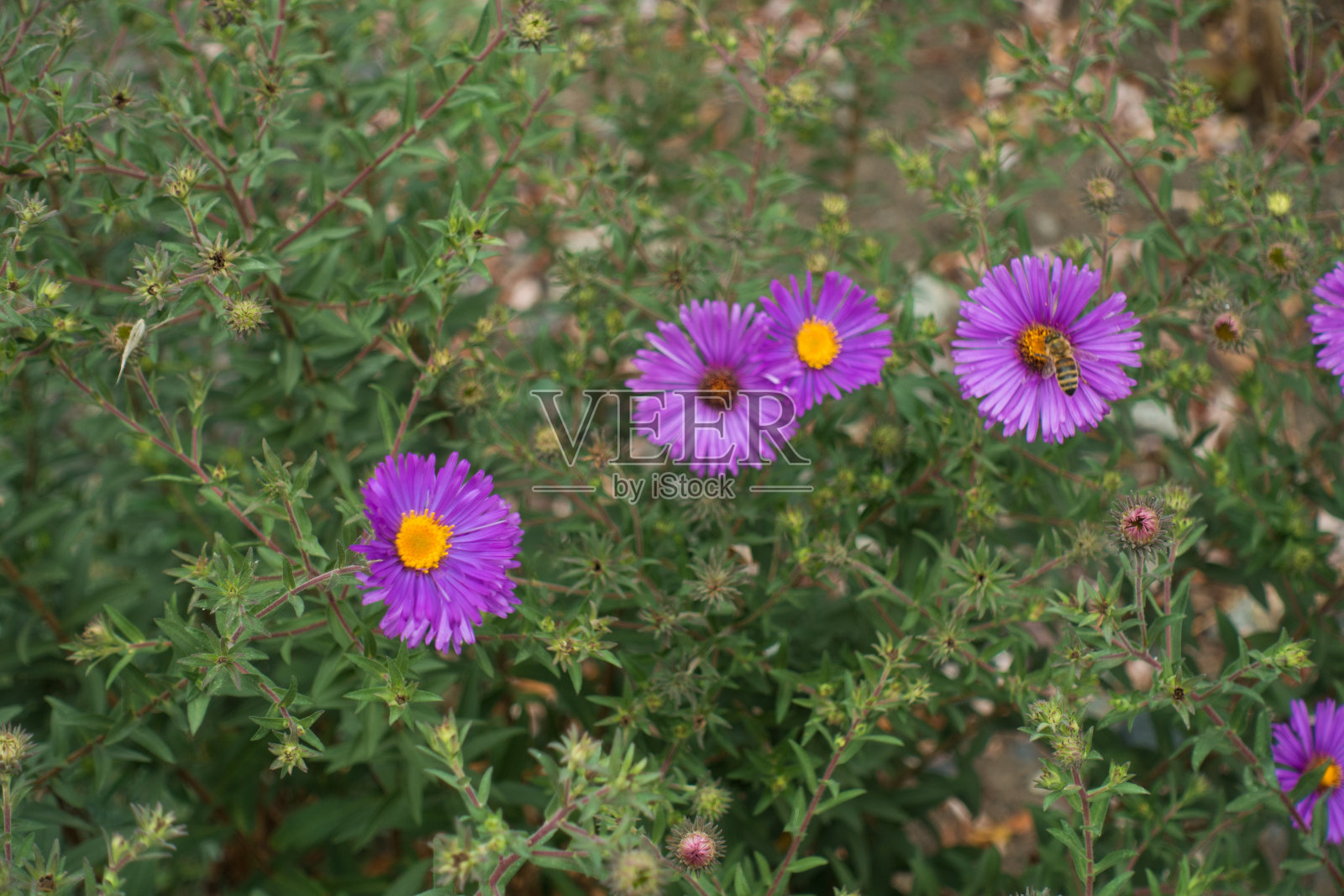 蜜蜂传粉的紫花合欢照片摄影图片