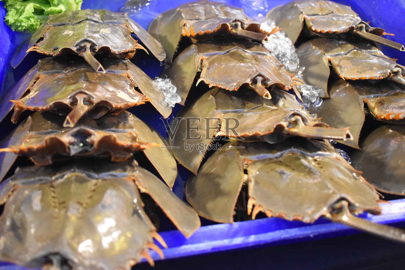 泰国街头小吃市场上的马蹄蟹和新鲜的海鲜照片摄影图片