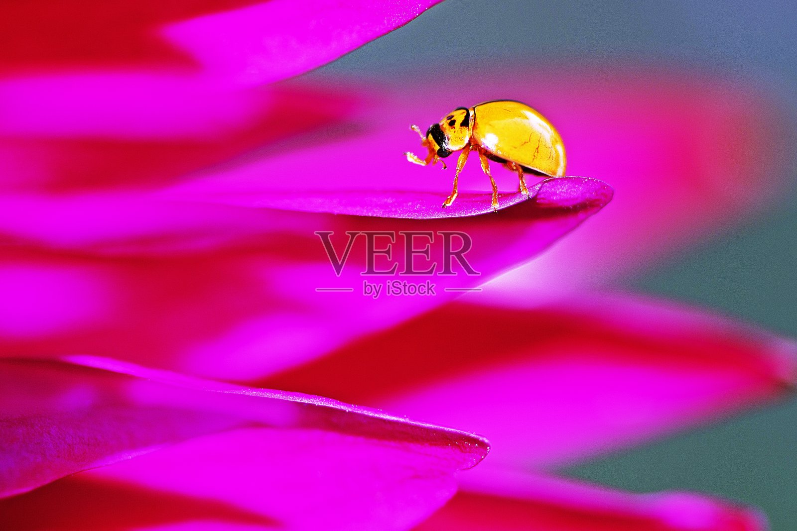 瓢虫在花的花瓣上。照片摄影图片