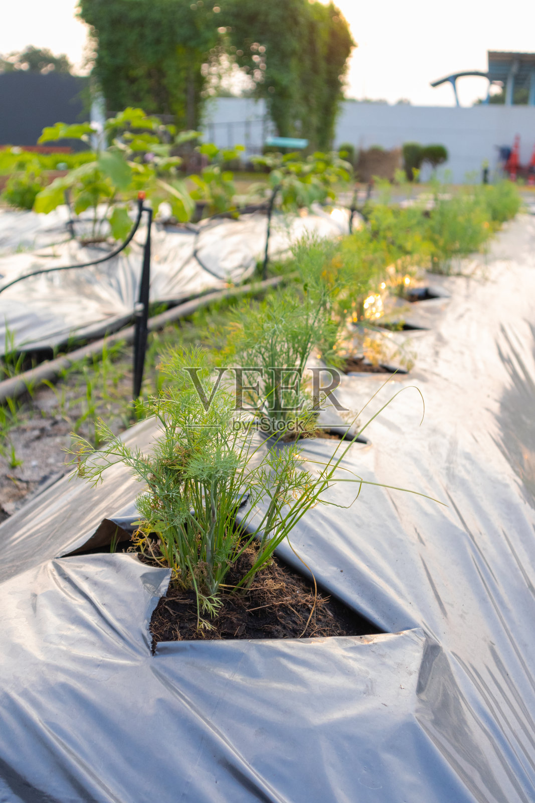 用塑料覆盖的一排新鲜的绿色植物照片摄影图片