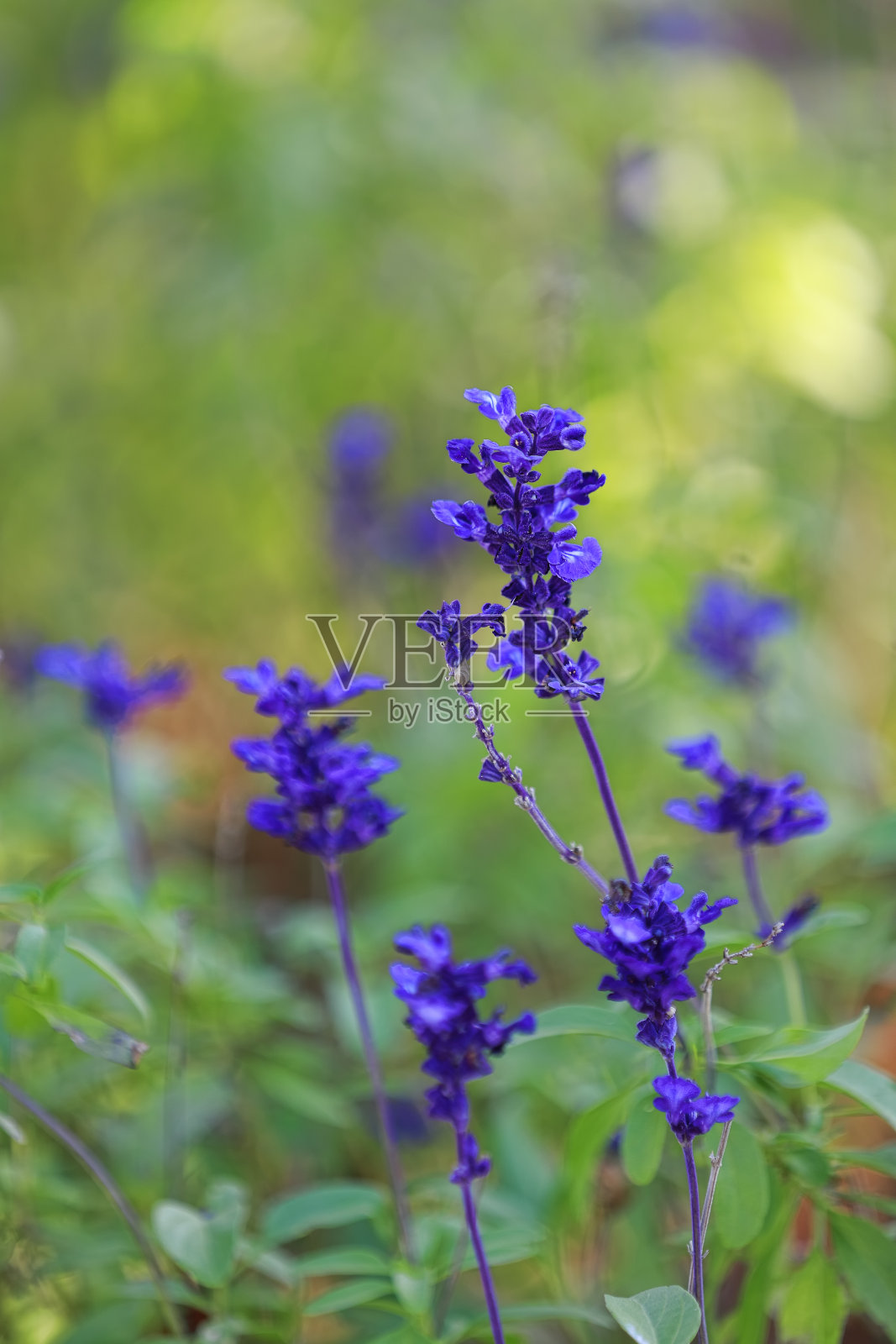 花坛照片摄影图片