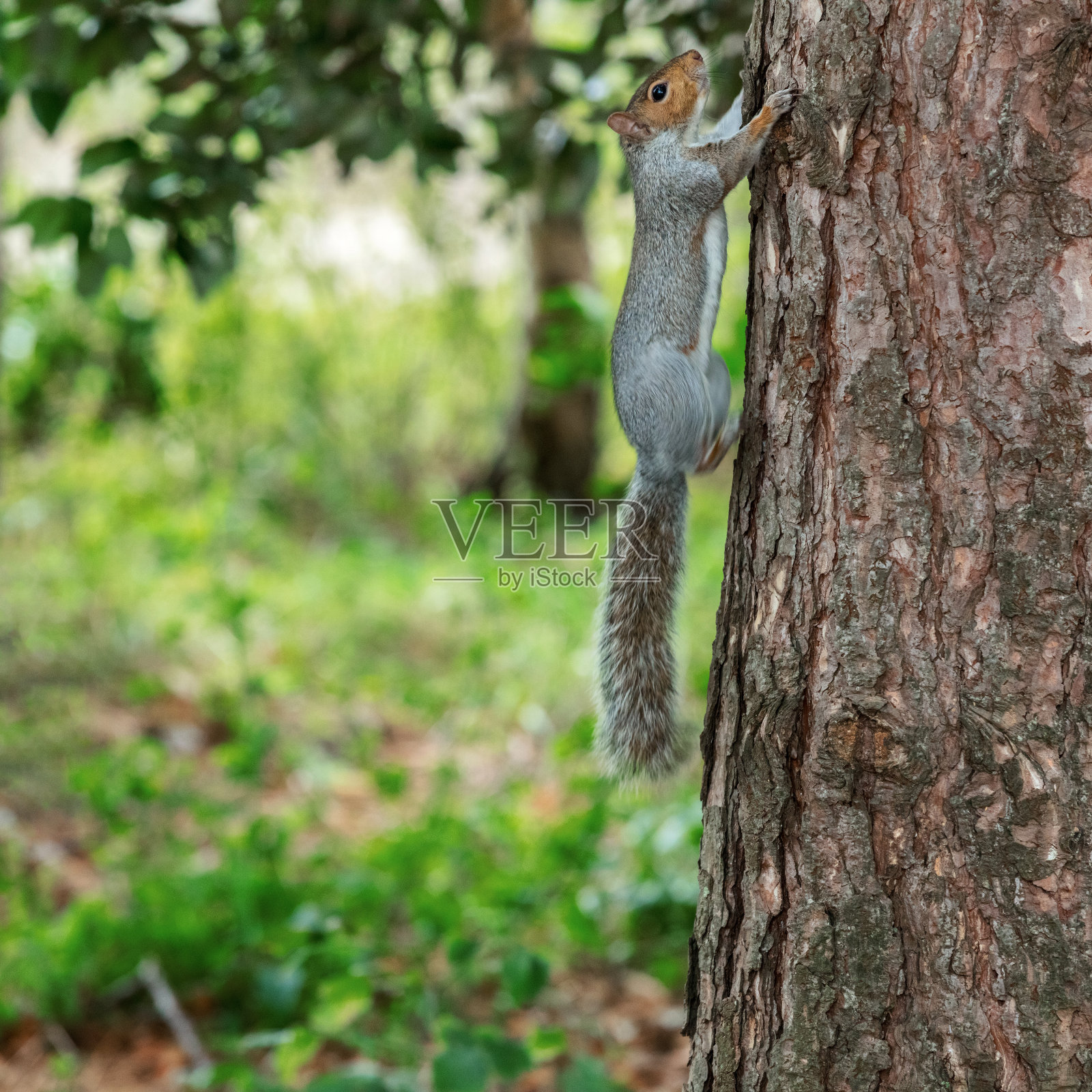 在寒冷晴朗的秋日捕获的一只野生松鼠照片摄影图片