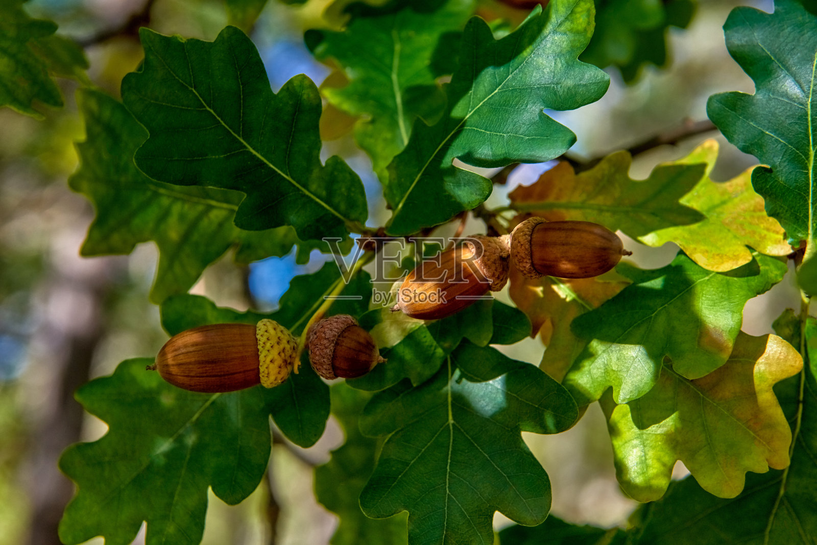 橡树叶和橡子，在早晨特写，照片摄影图片