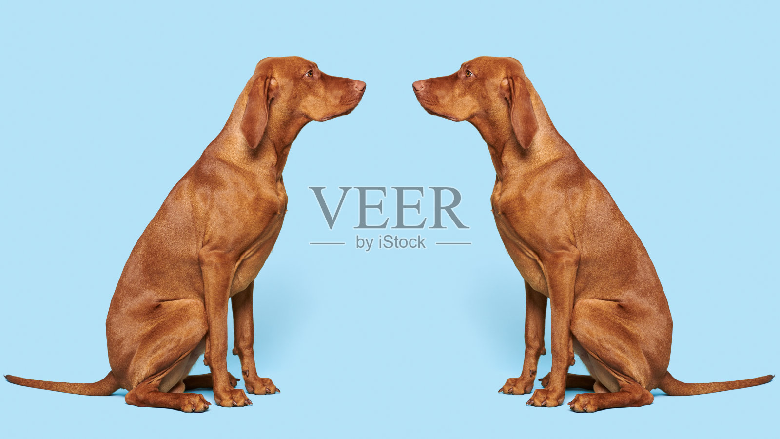 2个华丽的匈牙利vizslas坐在对面的工作室肖像。全身侧视图猎犬在蓝色背景。照片摄影图片