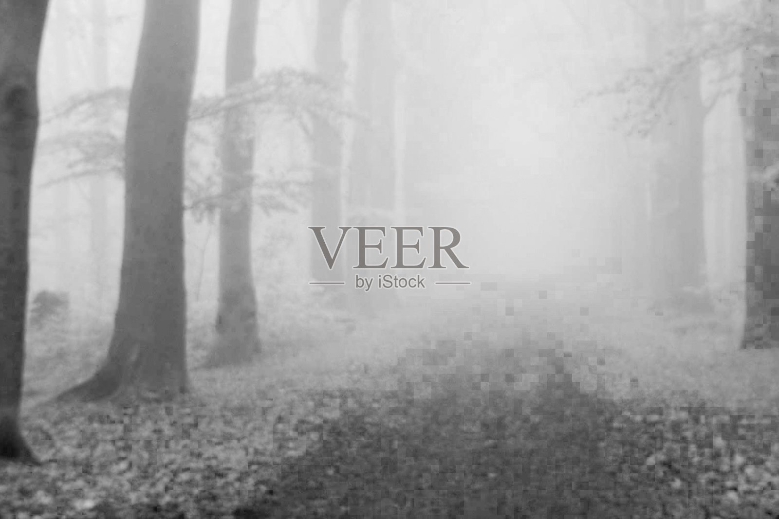 雾中的森林，黑白相间照片摄影图片