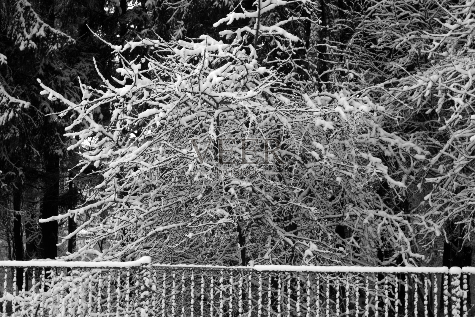 白雪中的灌木是黑白相间的。照片摄影图片