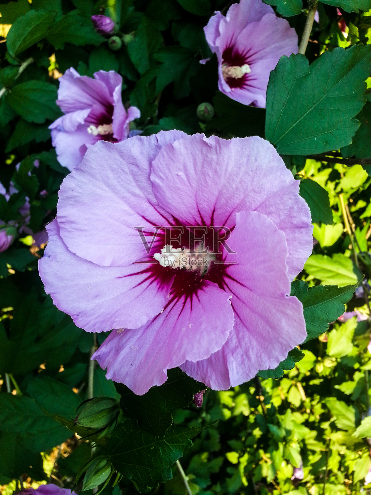 花园里的紫色的花照片摄影图片