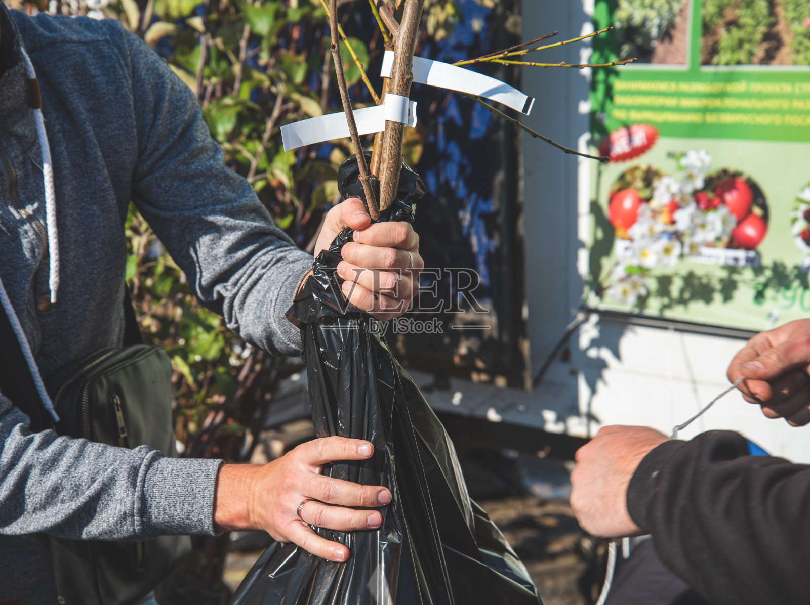 买家和卖家打包幼树的根照片摄影图片