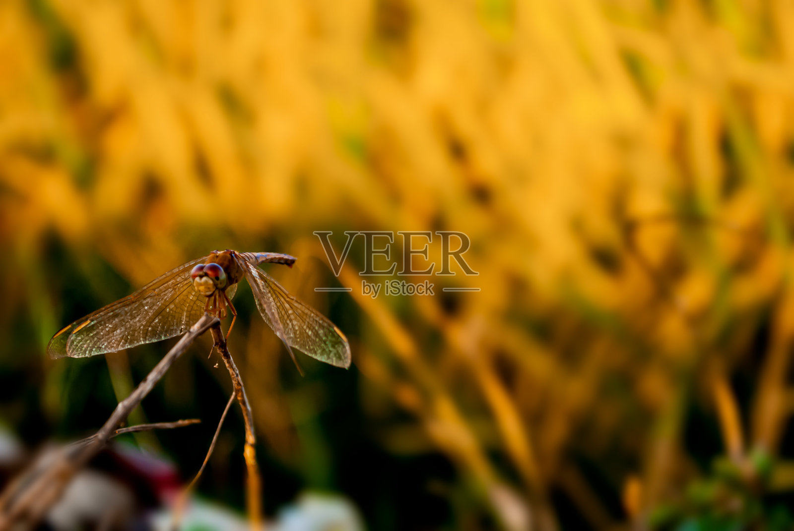 橙色的蜻蜓照片摄影图片