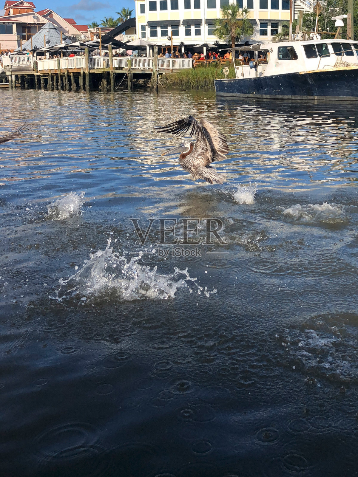 南卡罗来纳州的一群鹈鹕照片摄影图片