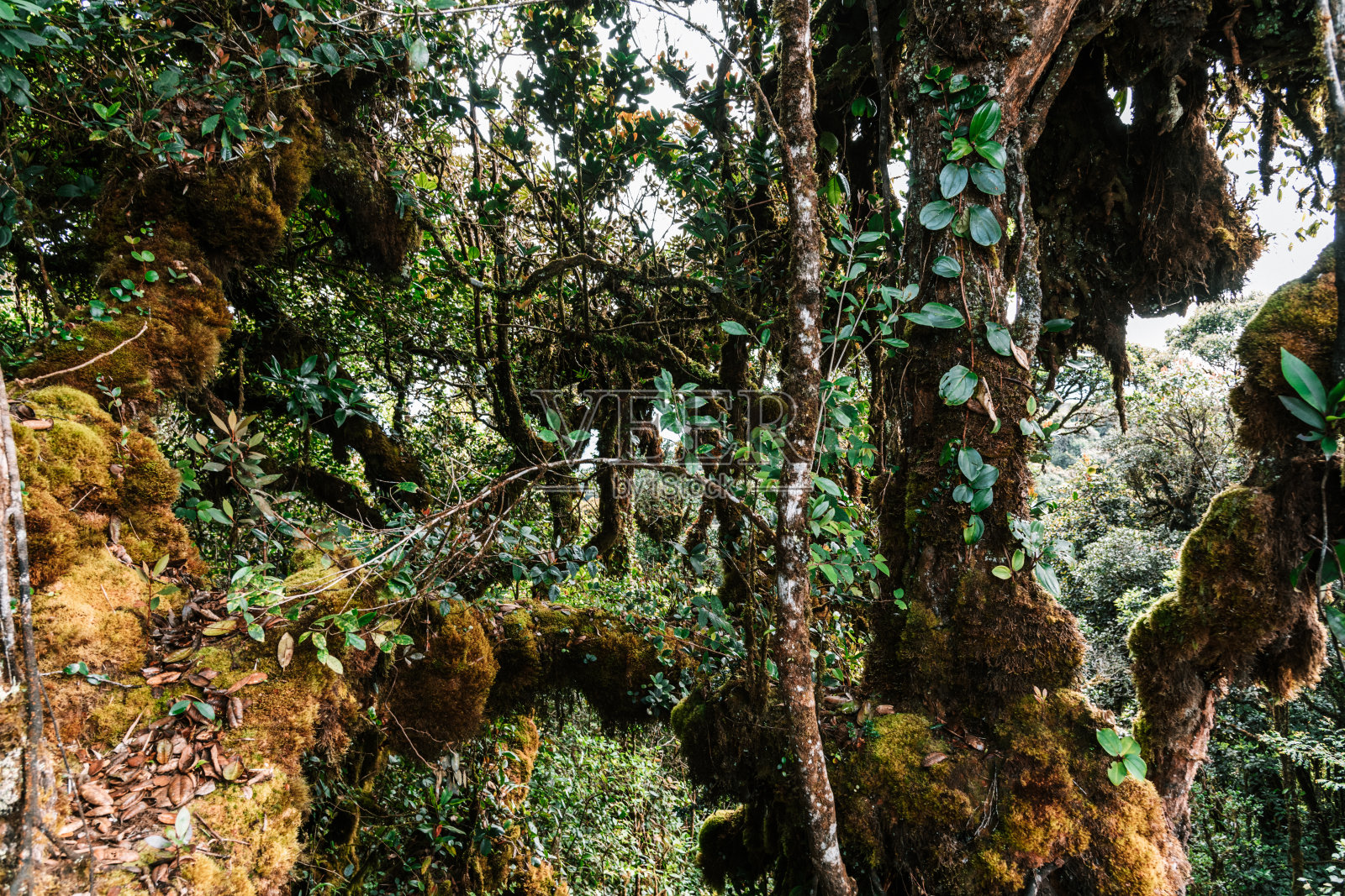在马来西亚最古老的森林里照片摄影图片