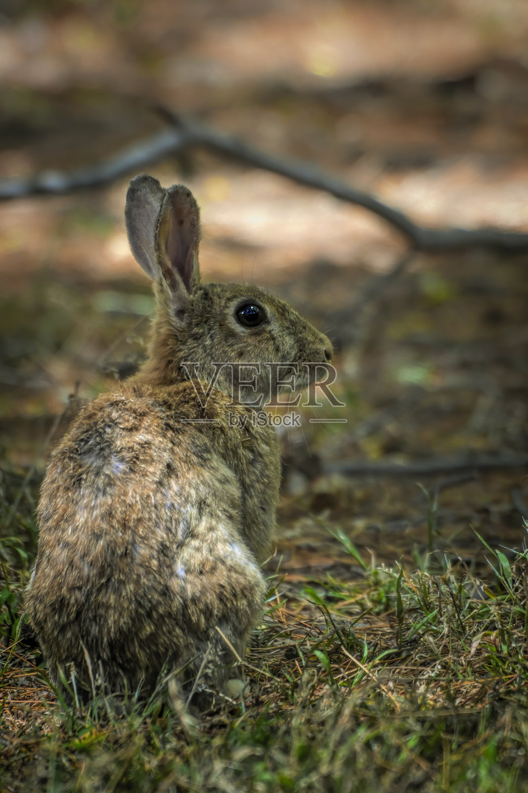 野生兔子照片摄影图片