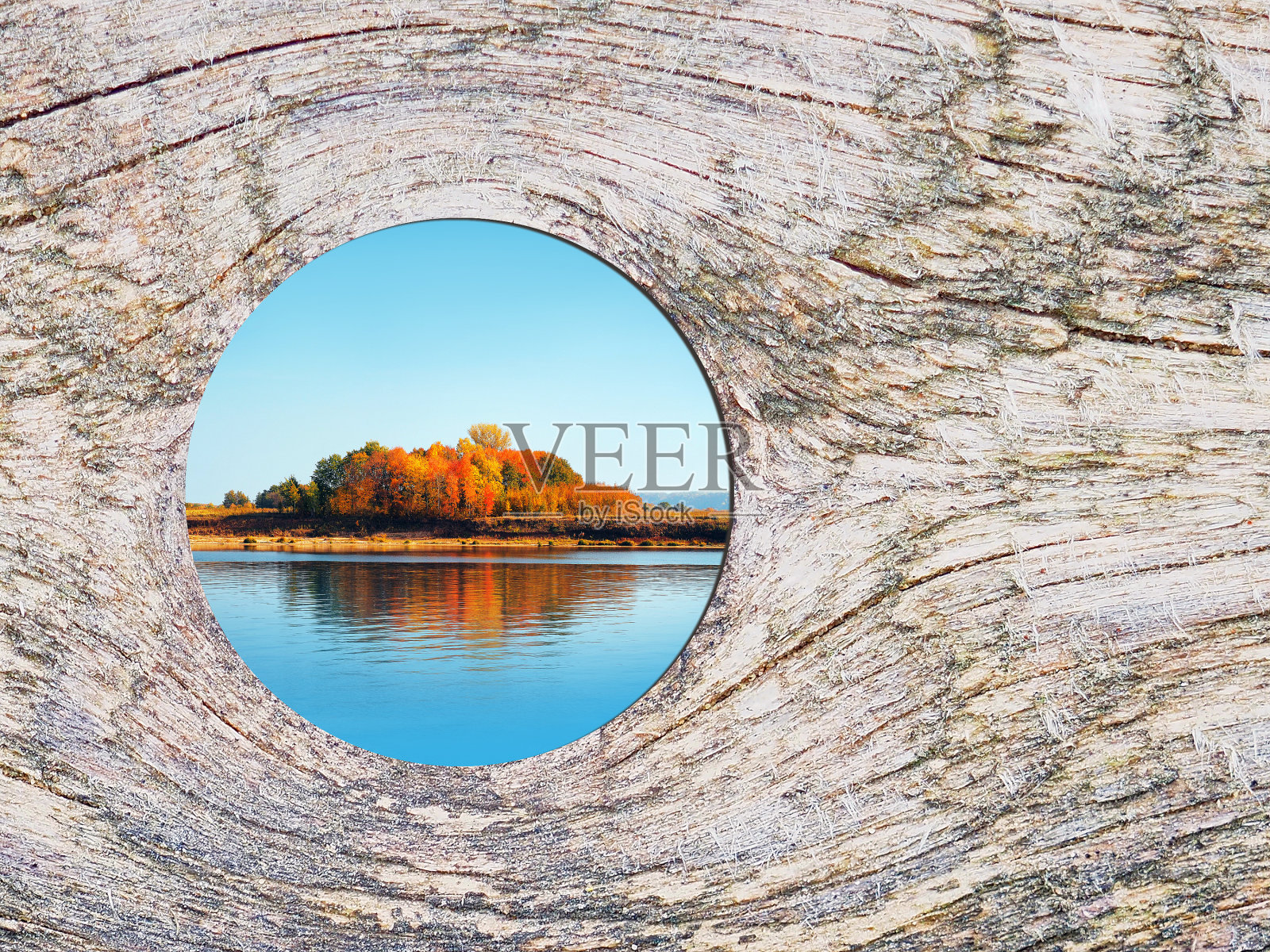 秋天的风景透过树干上的一个洞。成长环境理念，发展。地球美好的未来照片摄影图片