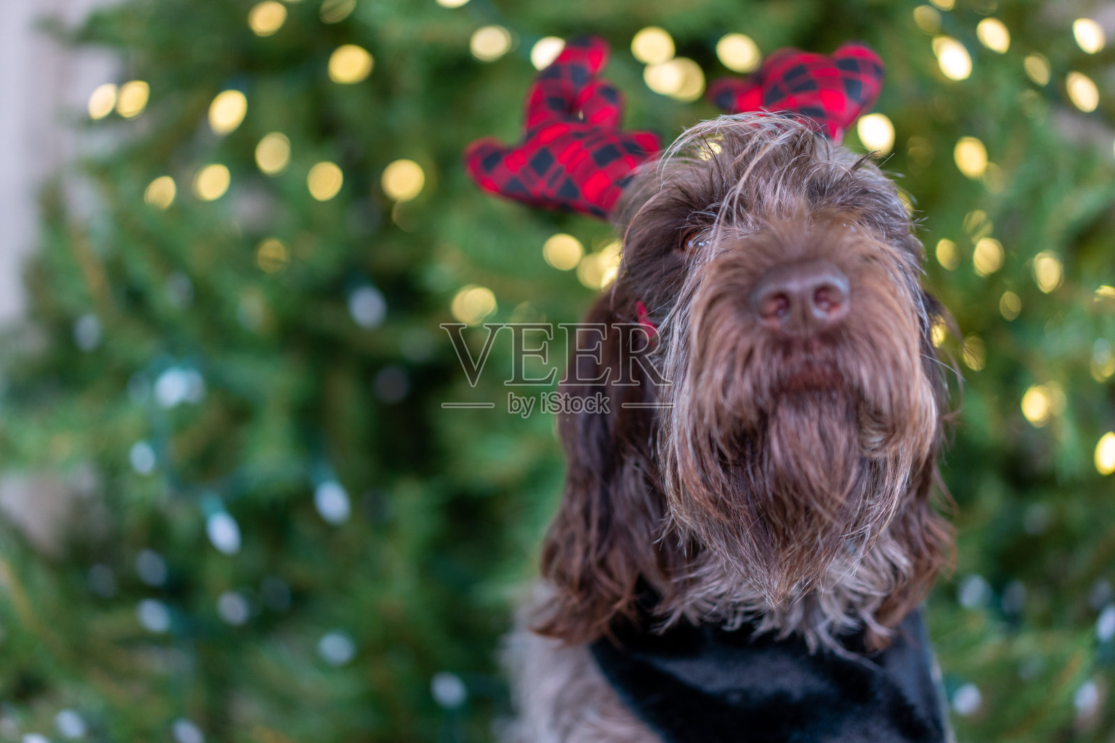 圣诞老人的爪子照片摄影图片