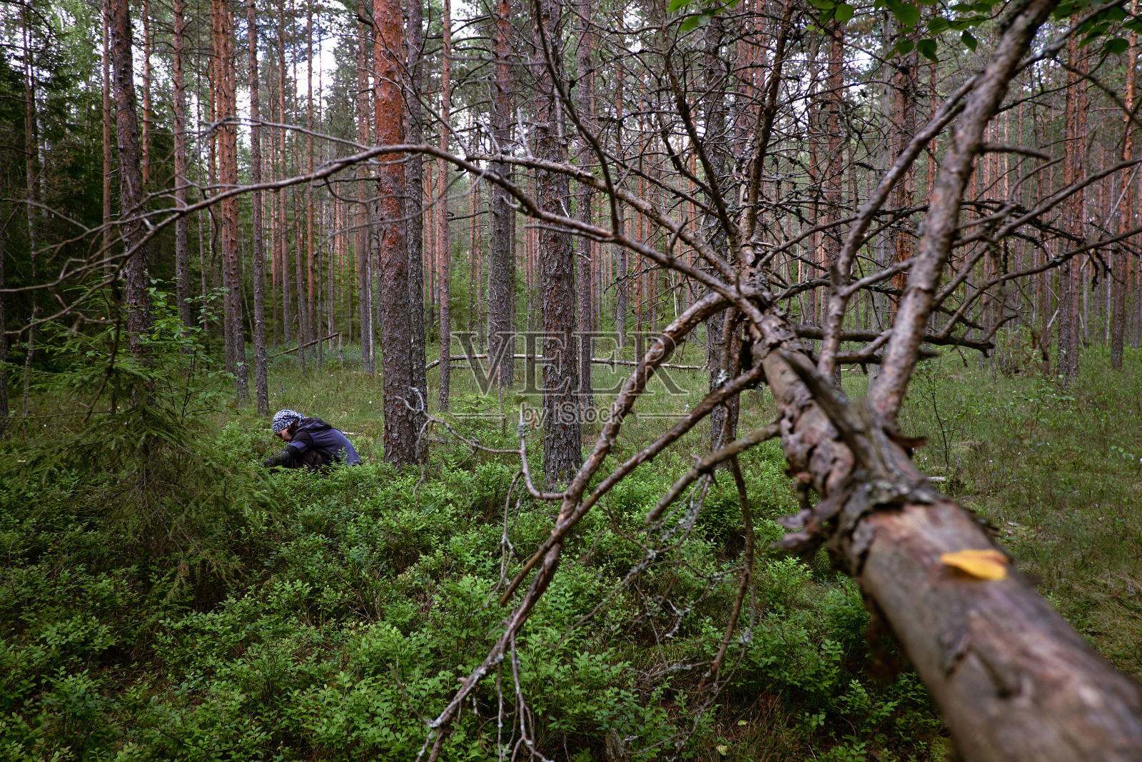 在森林里采浆果的女人照片摄影图片