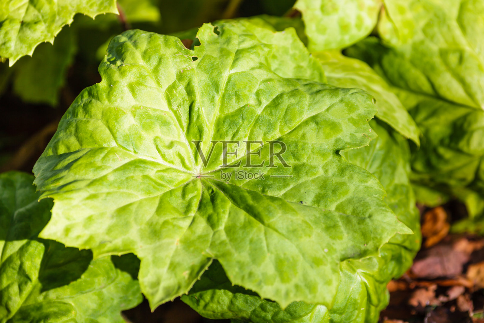 斑点点点的绿色树叶背景照片摄影图片