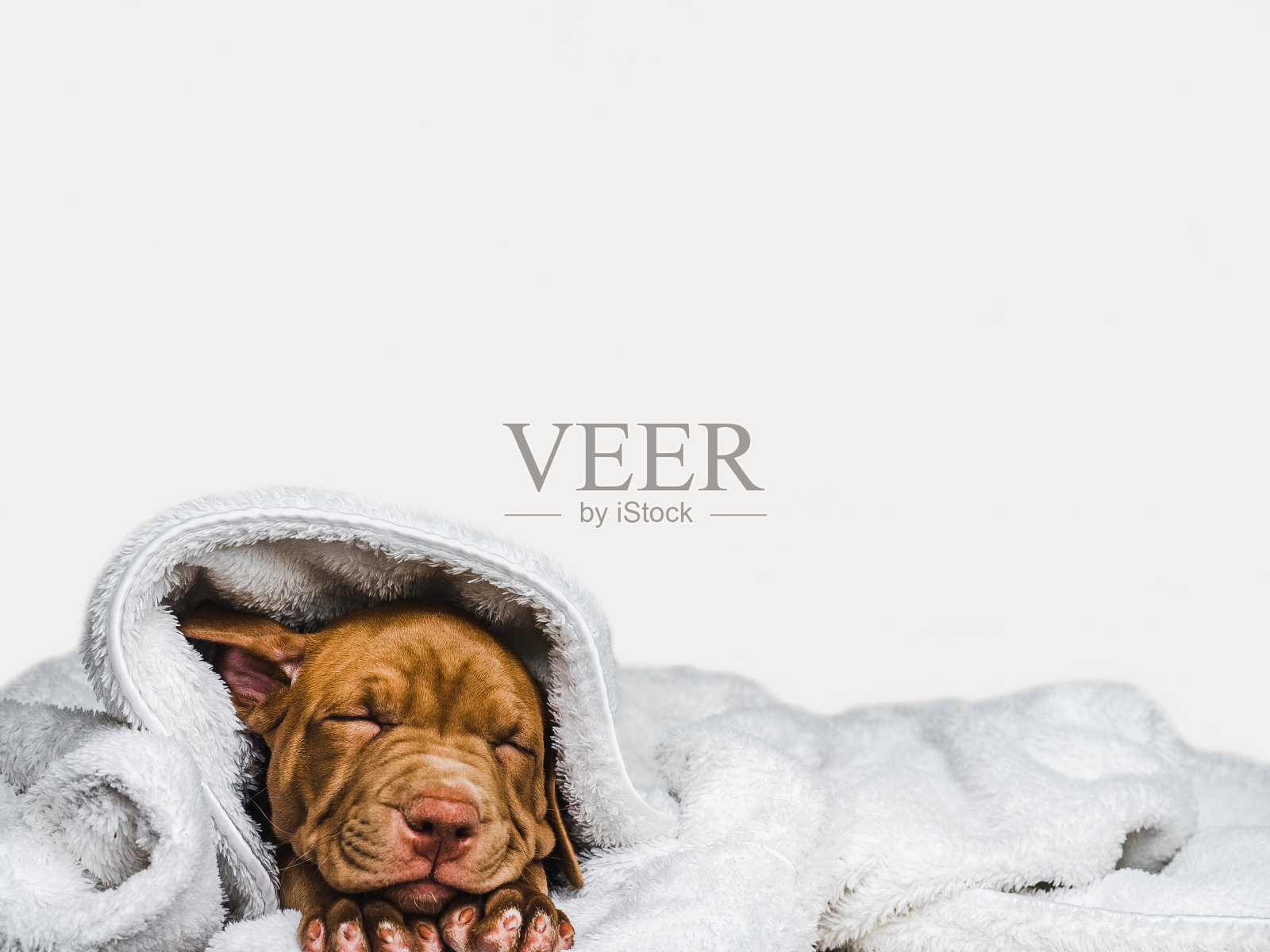 可爱的小狗睡在柔软的格子布上照片摄影图片