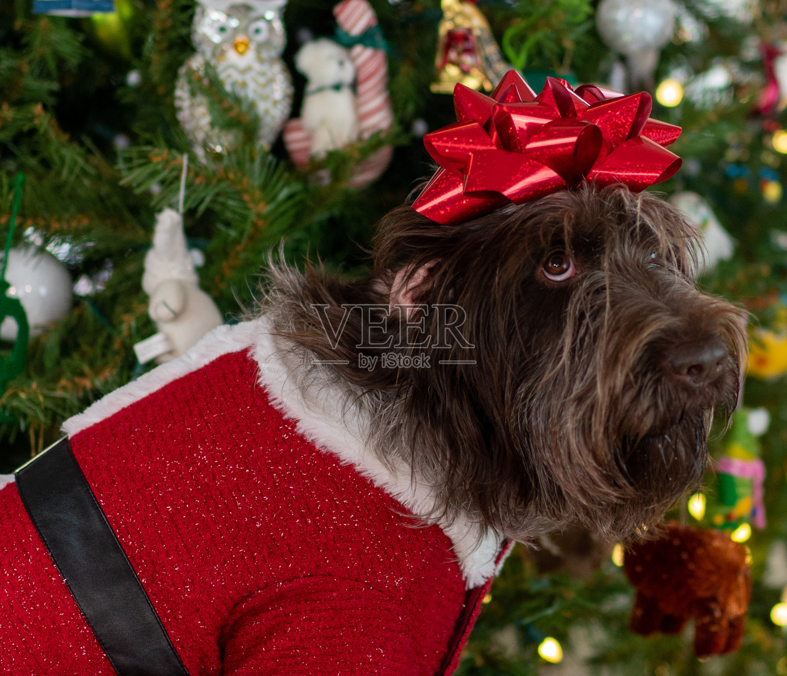 圣诞节的精神照片摄影图片