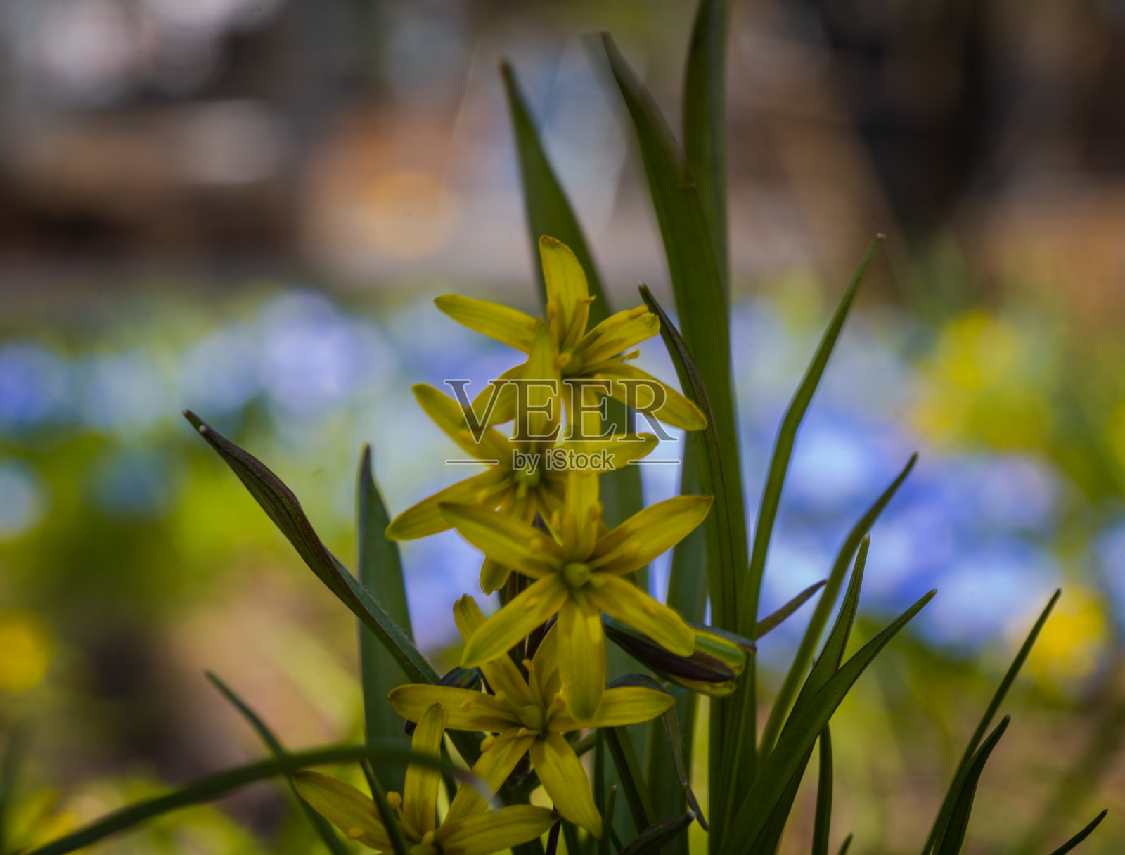 小黄花叫黄花，微距摄影照片摄影图片