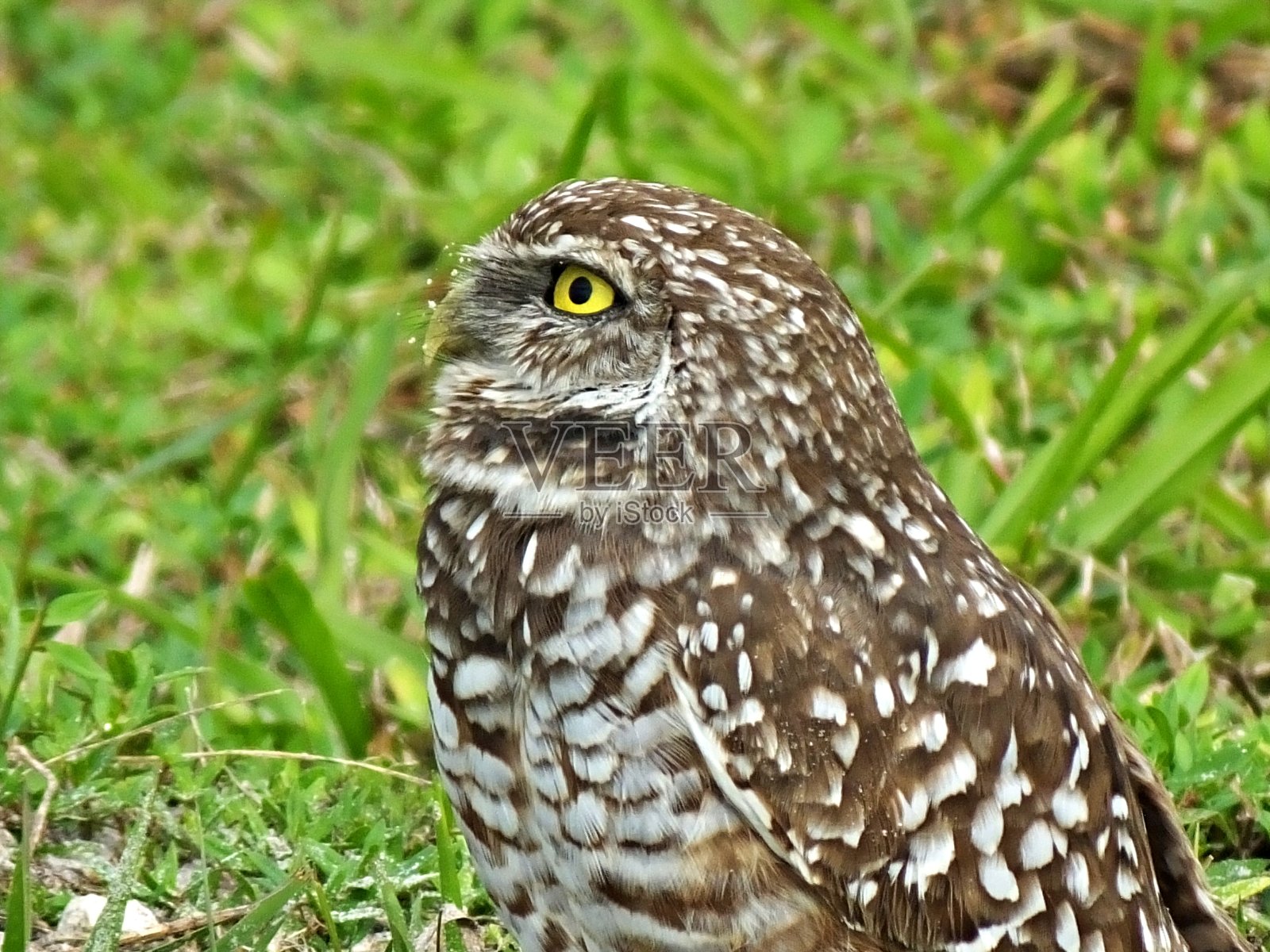 洞鸮(雅典娜cucularia) -侧视图照片摄影图片