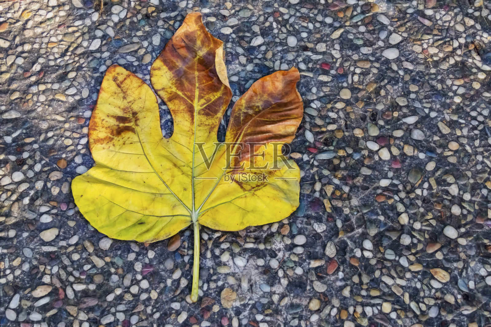 秋天的树在自然界黄叶照片摄影图片