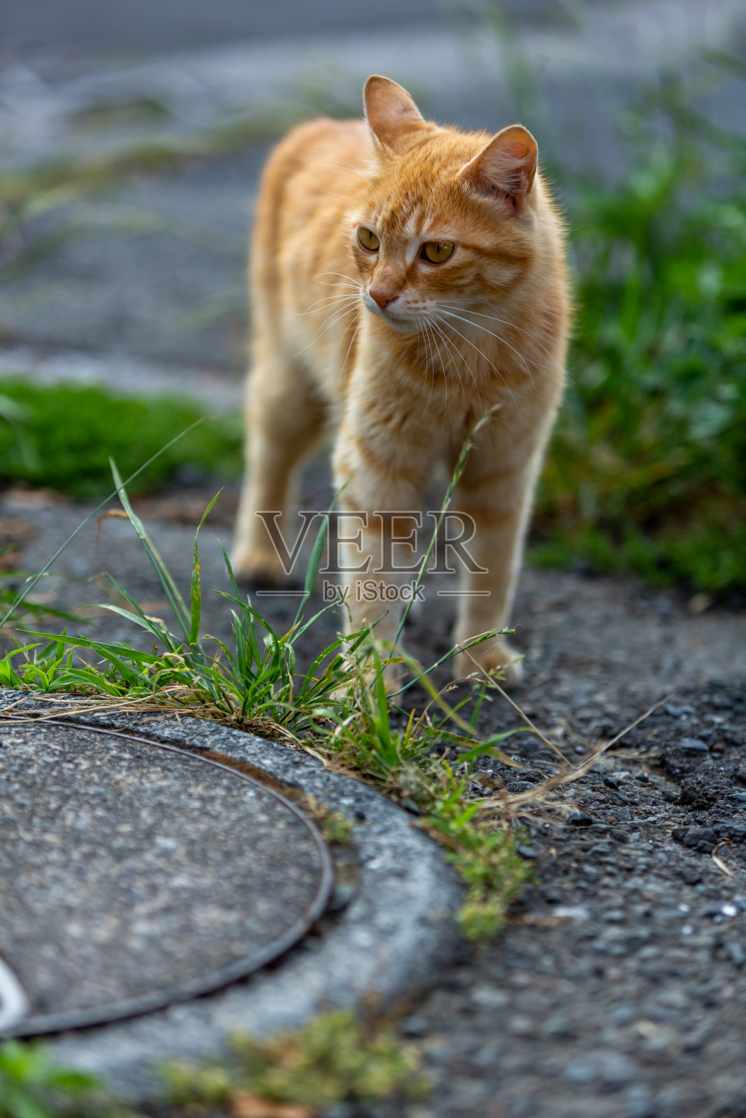 野猫照片摄影图片